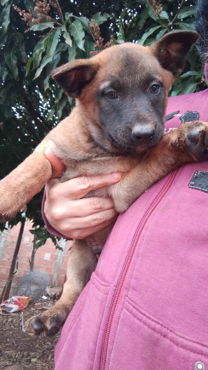 Pastor belga malinois  - Foto 1