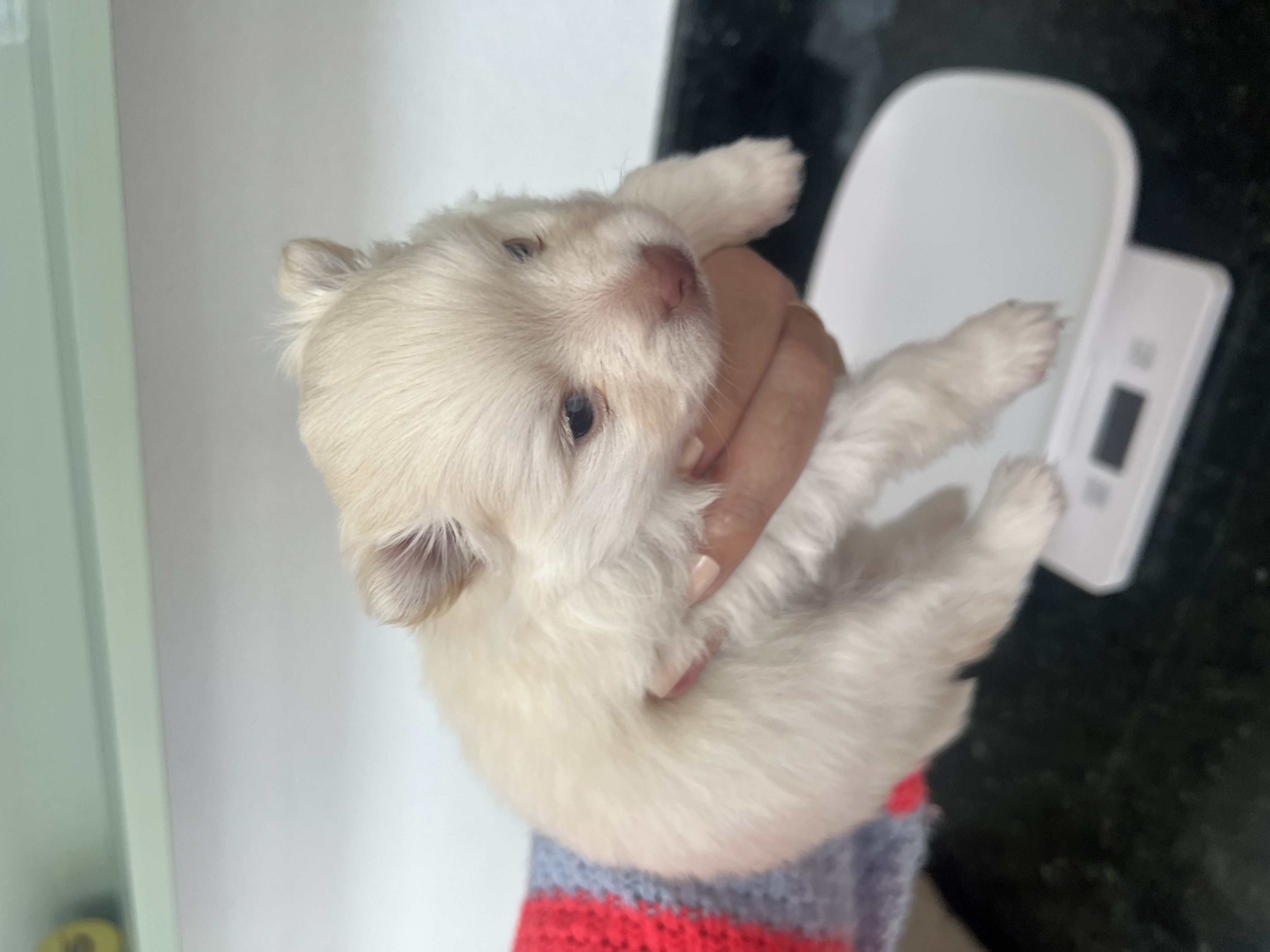 Lulu Pomerania - Foto 4