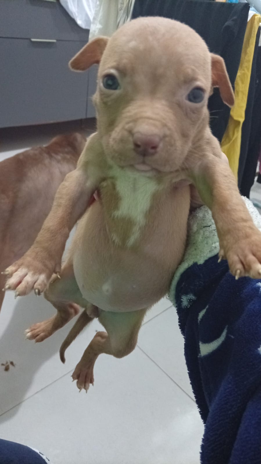 Pitbull fêmea 