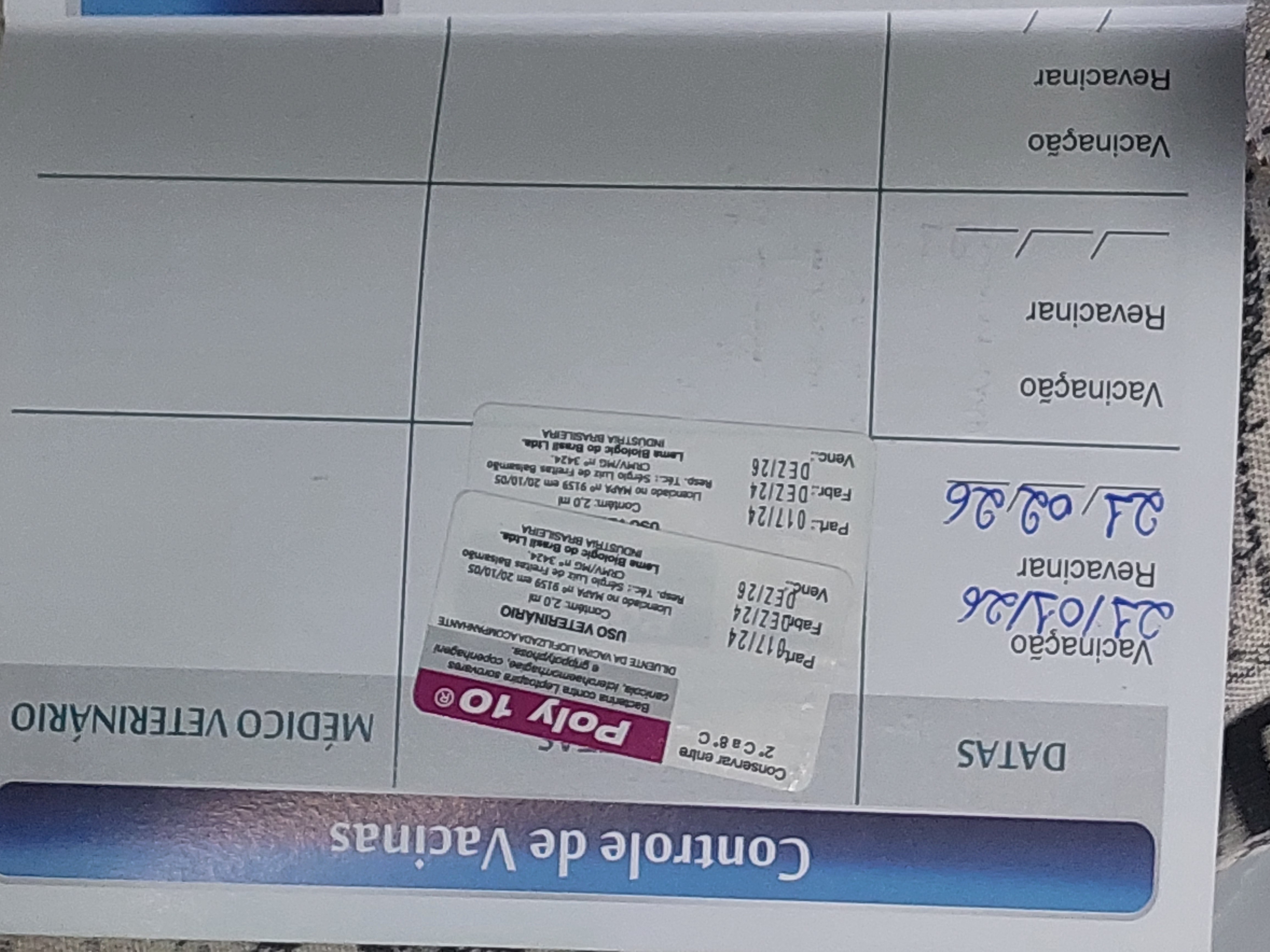 Vendo filhote de pitbull pirata - Foto 5