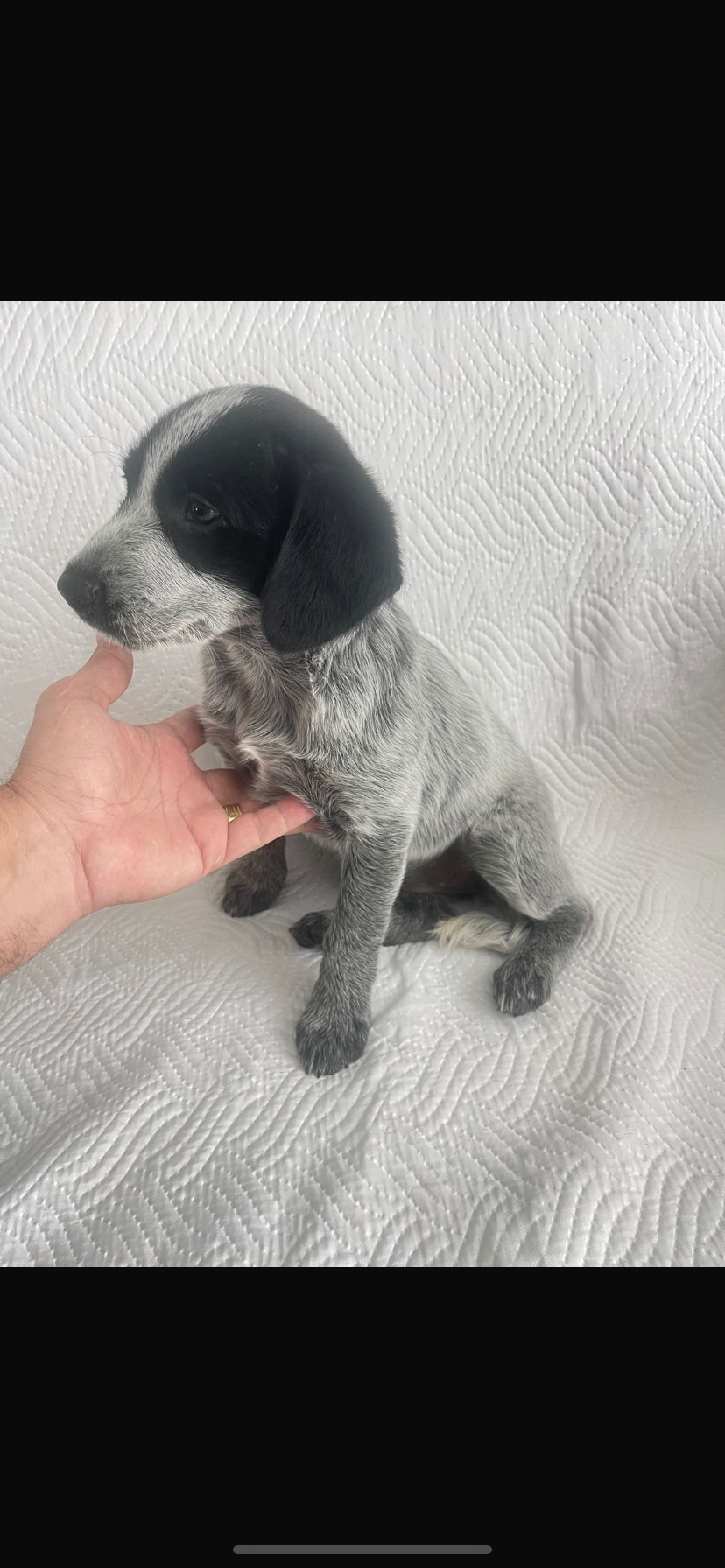 Portal Vendocão Cachorro  Juiz de Fora