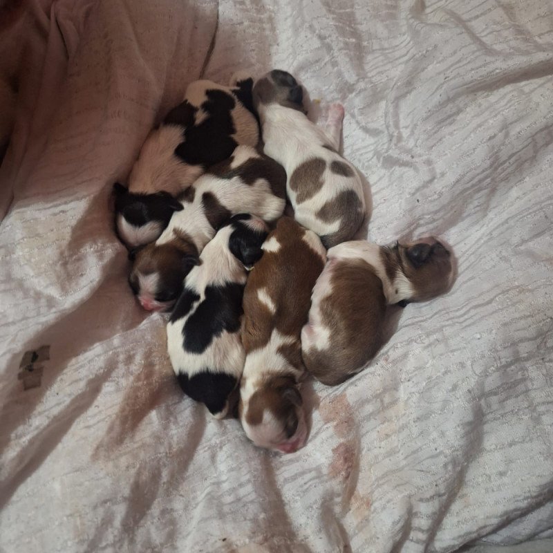 🐾💕 FILHOTES DE SHIH TZU À VENDA! 💕🐾  Nossa mamãe Angel acaba de ser mamãe de lindos filhotinhos de Shih Tzu! 🥰🐶  ✨ Filhotes lindos e saudáveis 💕 Criados com muito amor e carinho 🐾 Disponíveis para reserva 🏡 Procuramos famílias responsáveis e que ofereçam muito amor e cuidado!  📅 Nascidos em 13/08/20 - Foto 3