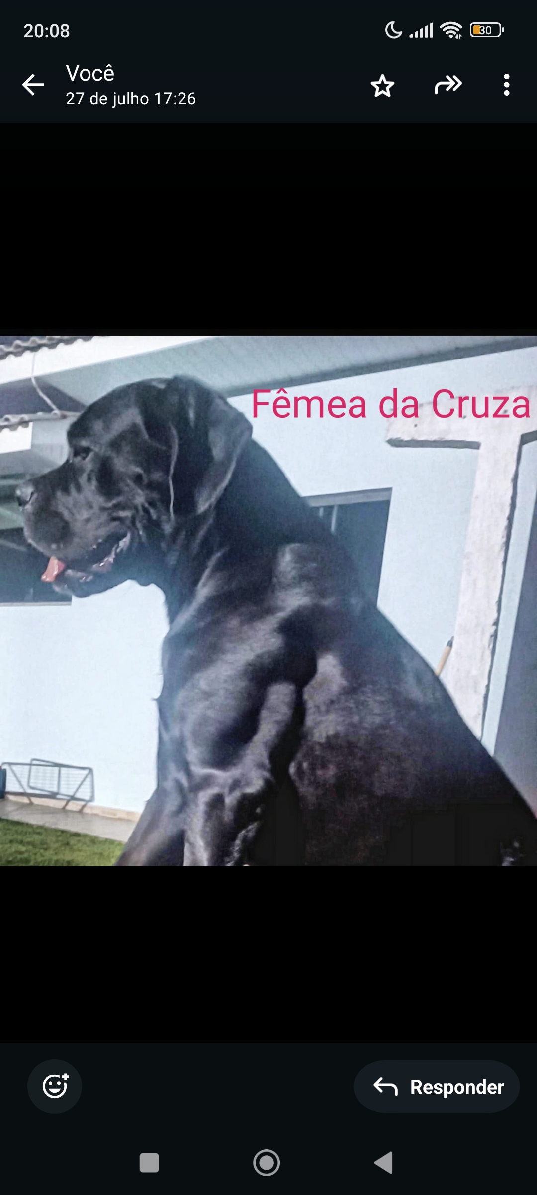 Portal Vendocão Filhotes de Cane Corso  Chopinzinho 