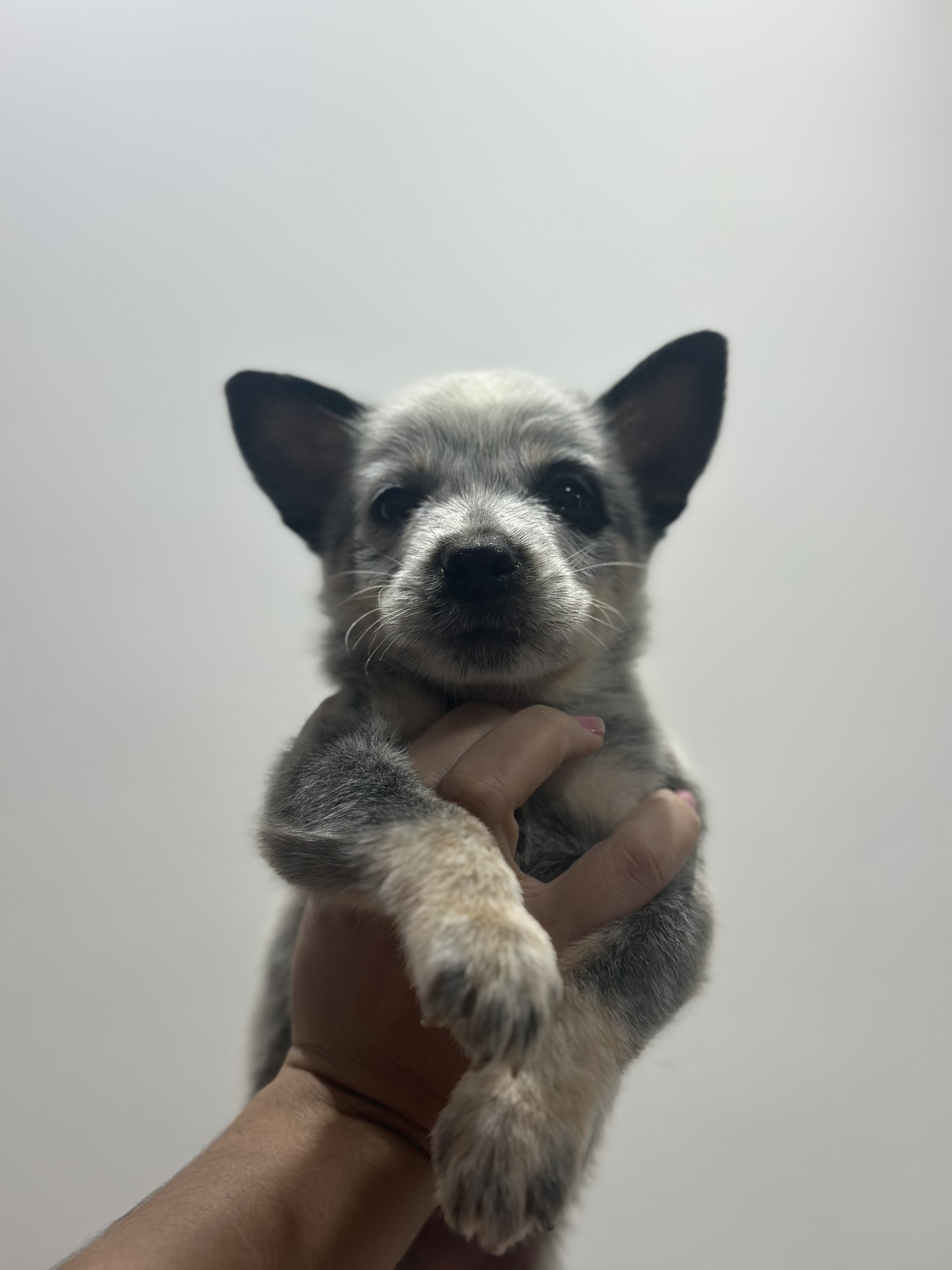 Portal Vendocão Vendo filhotes de Blue Heeler e Red Heeler Araruama
