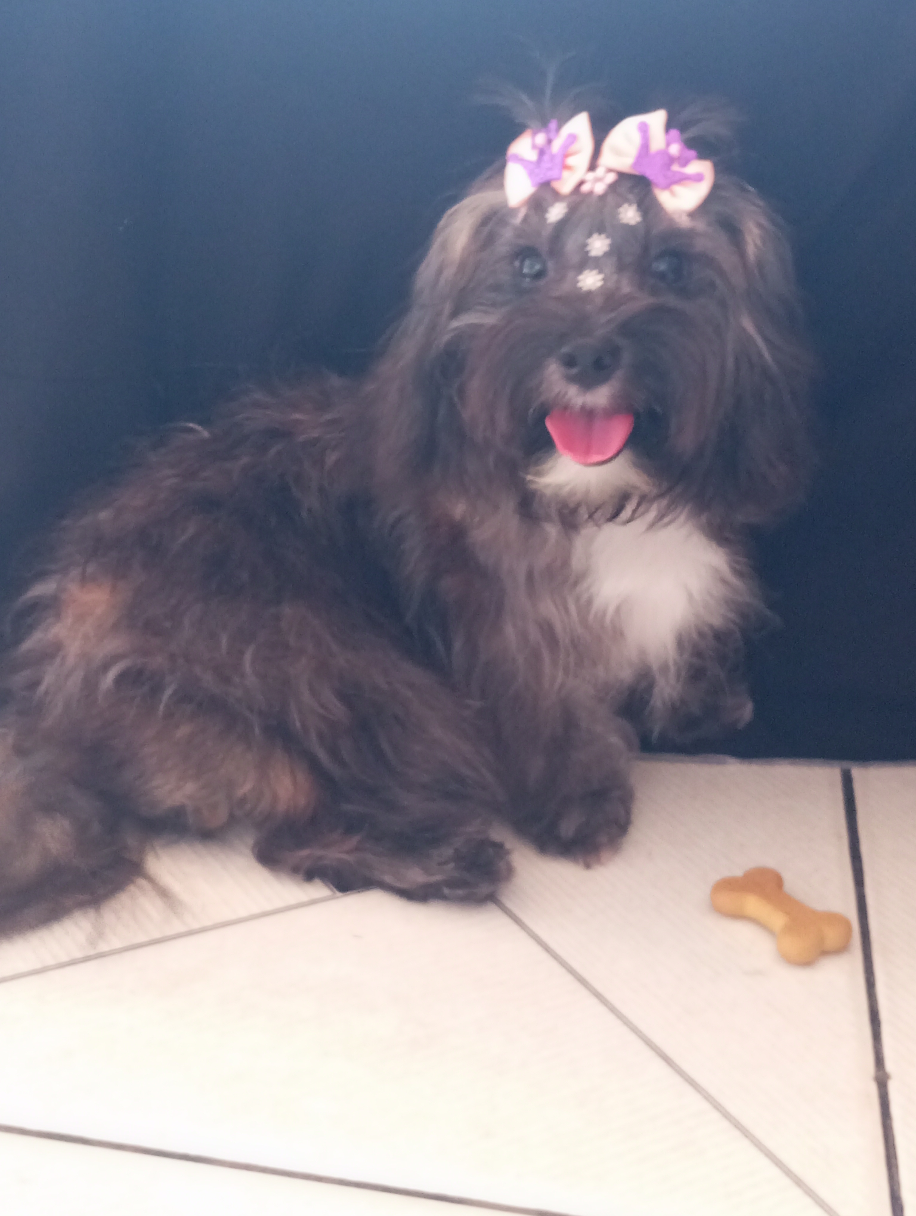 Portal Vendocão Cachorro  Contagem