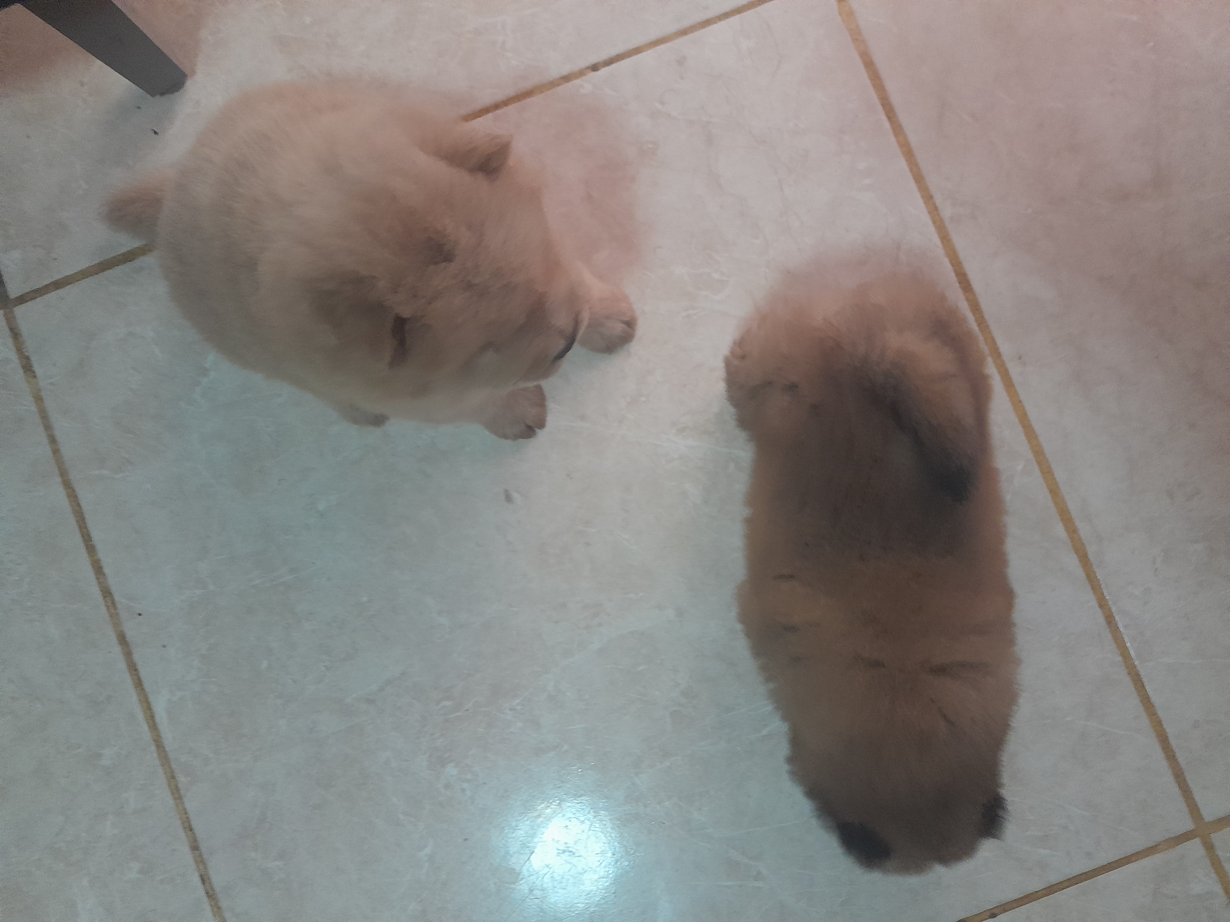 Portal Vendocão Cachorro  Simões filho 