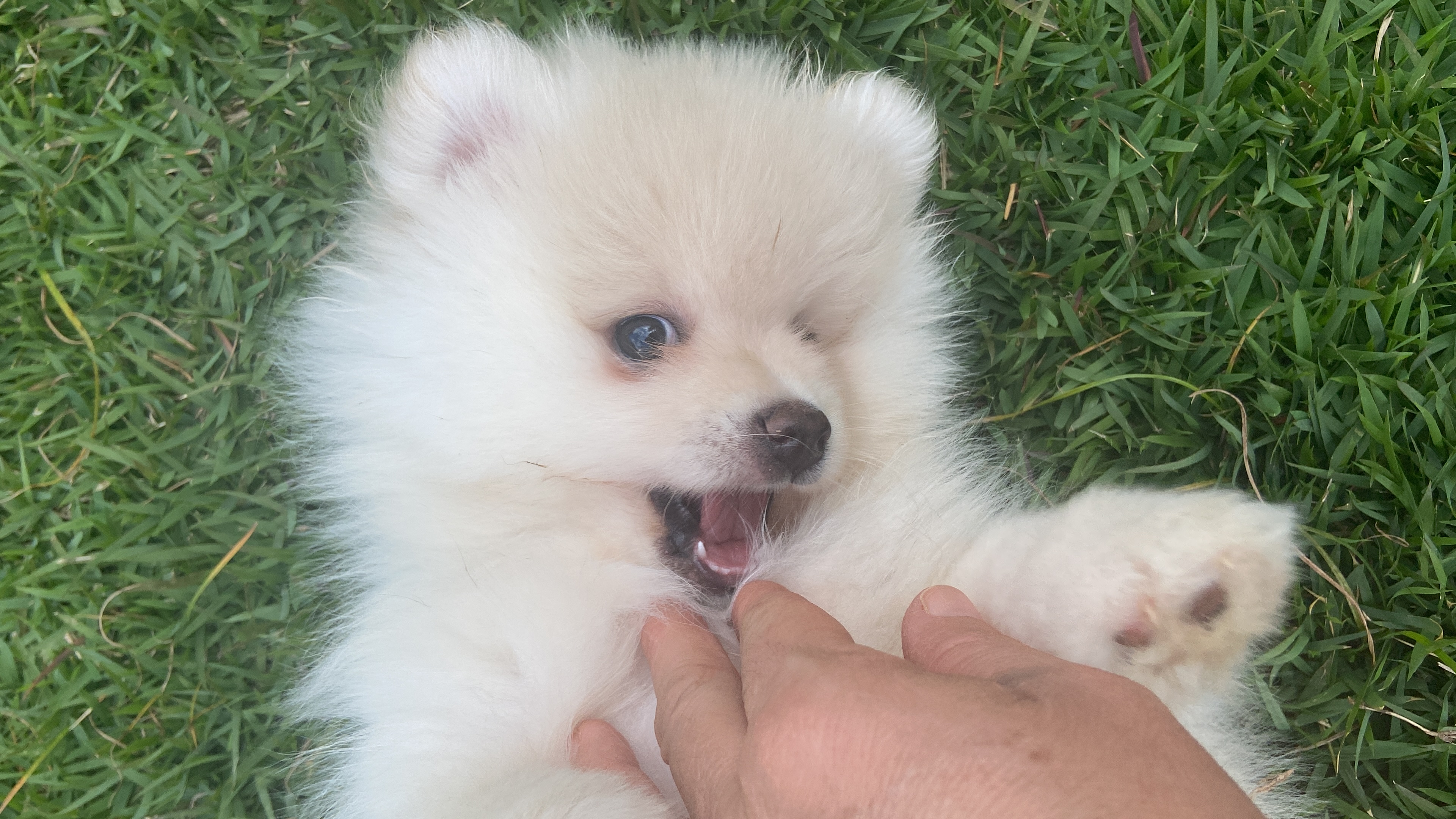 Portal Vendocão Filhotes de spitz alemão  Araçoiaba da Serra