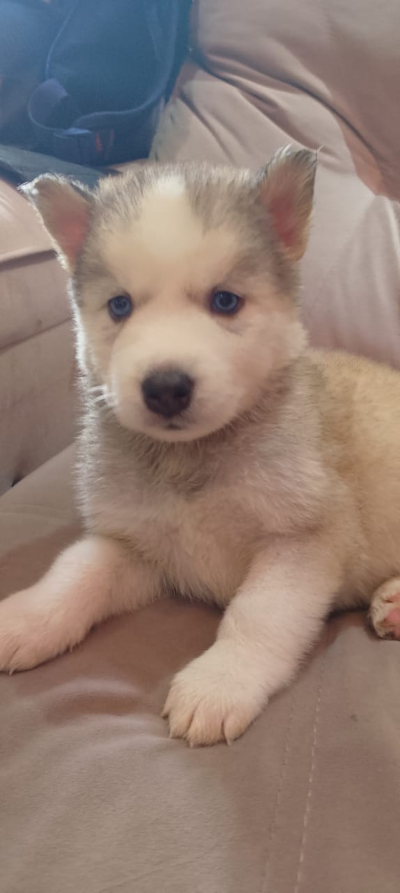 Portal Vendocão Husky siberiano  Franco da rocha 