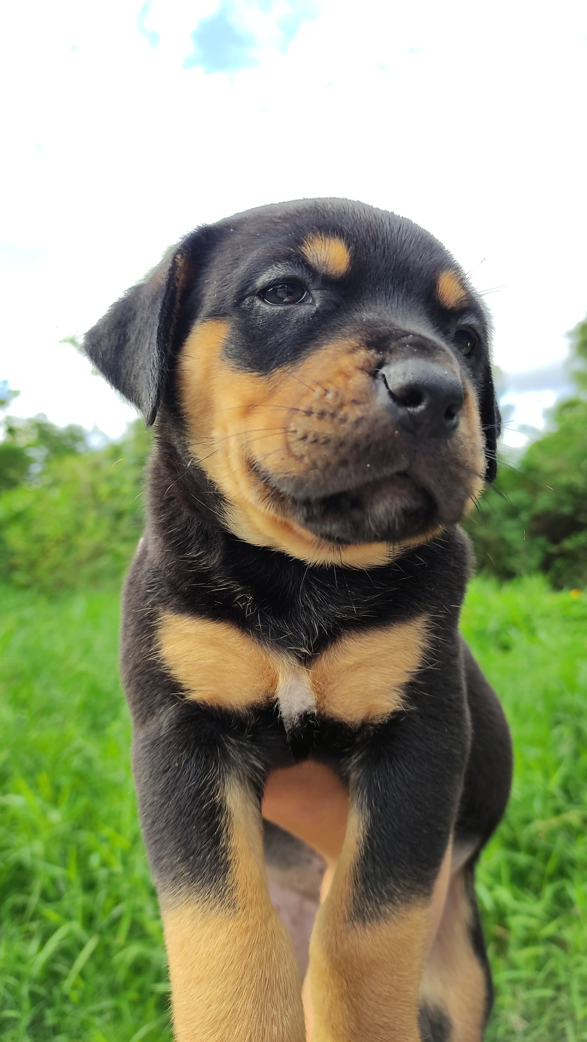 Portal Vendocão Vende-se filhote de rottweiler com Pitbull, a mãe é rottweiler com fila e o Pai América. Camacari
