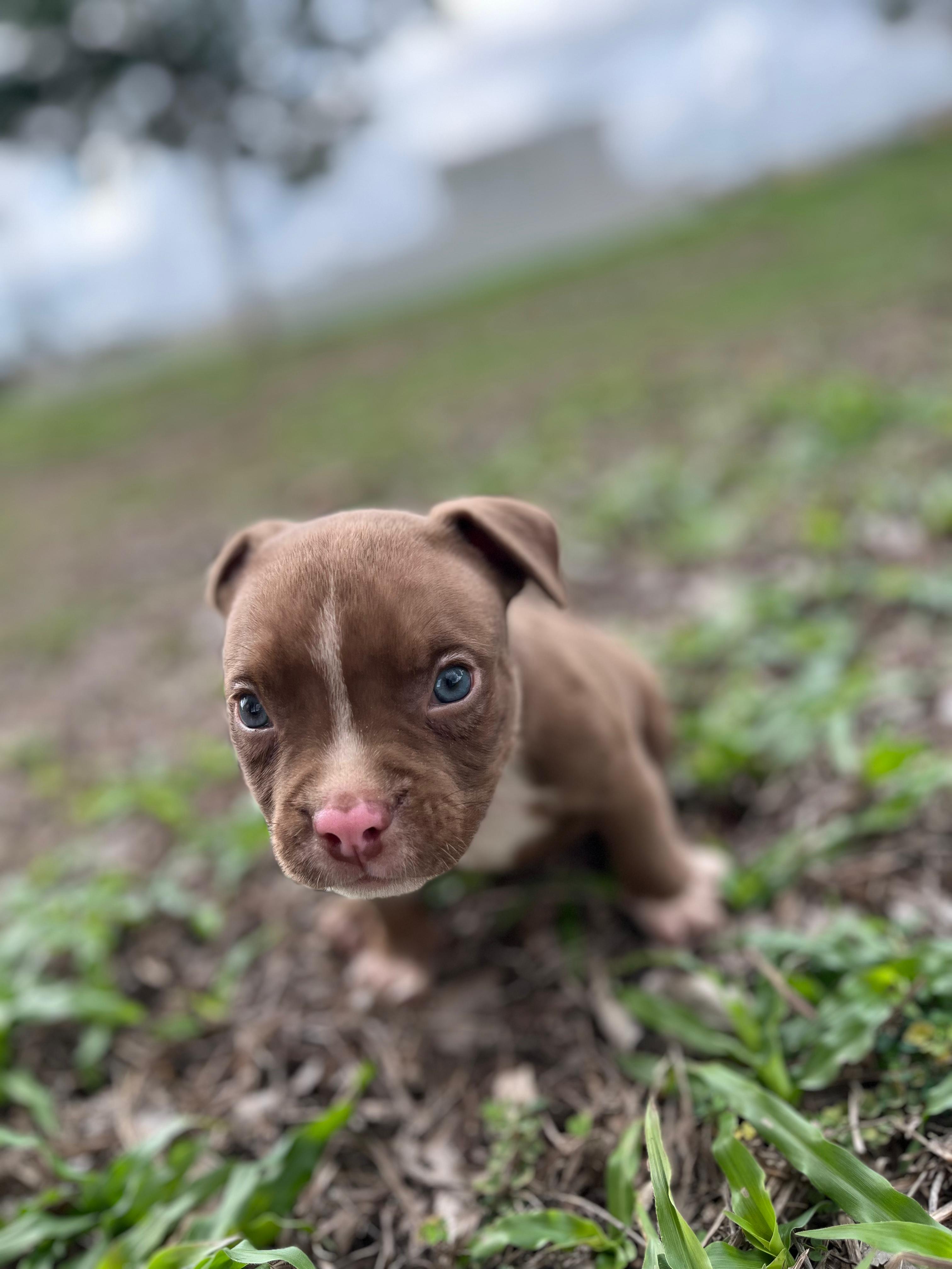 Portal Vendocão Filhotes AMERICAN BULLY Pocket Bragança