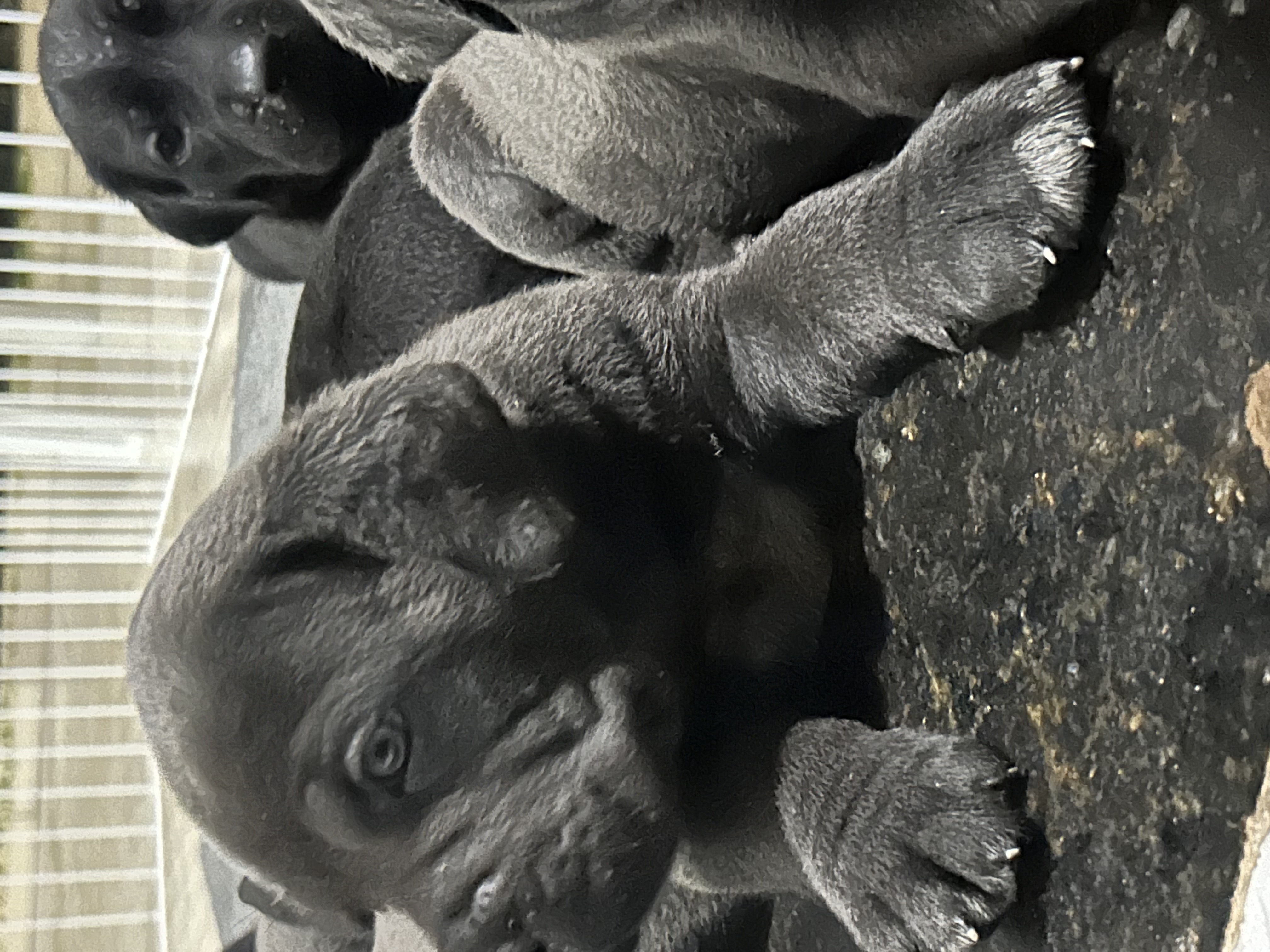 Lindos e fortes filhotes de Cane Corso Italiano à venda - Foto 4