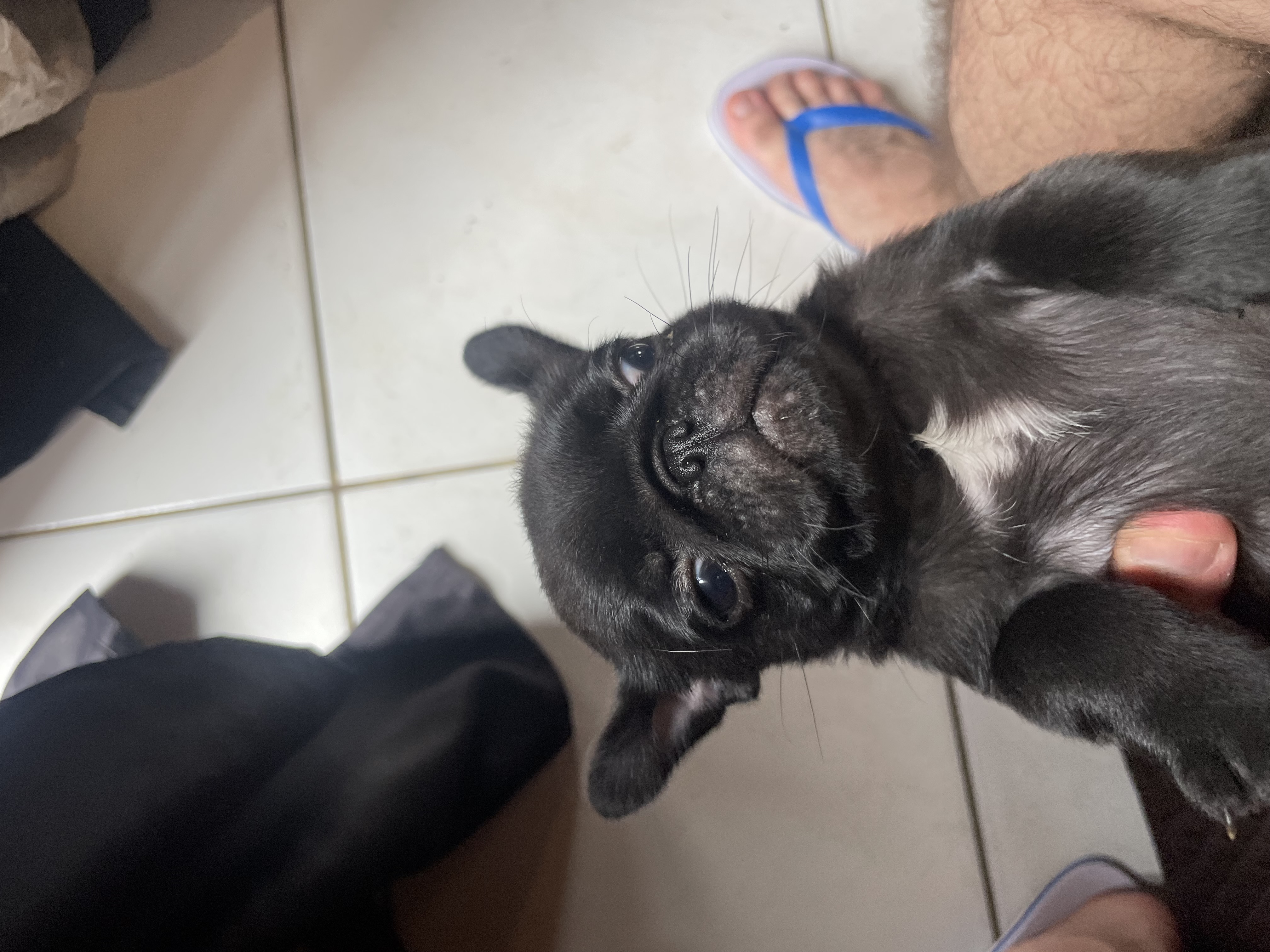 Portal Vendocão Pug Macho Balneário Camboriú 
