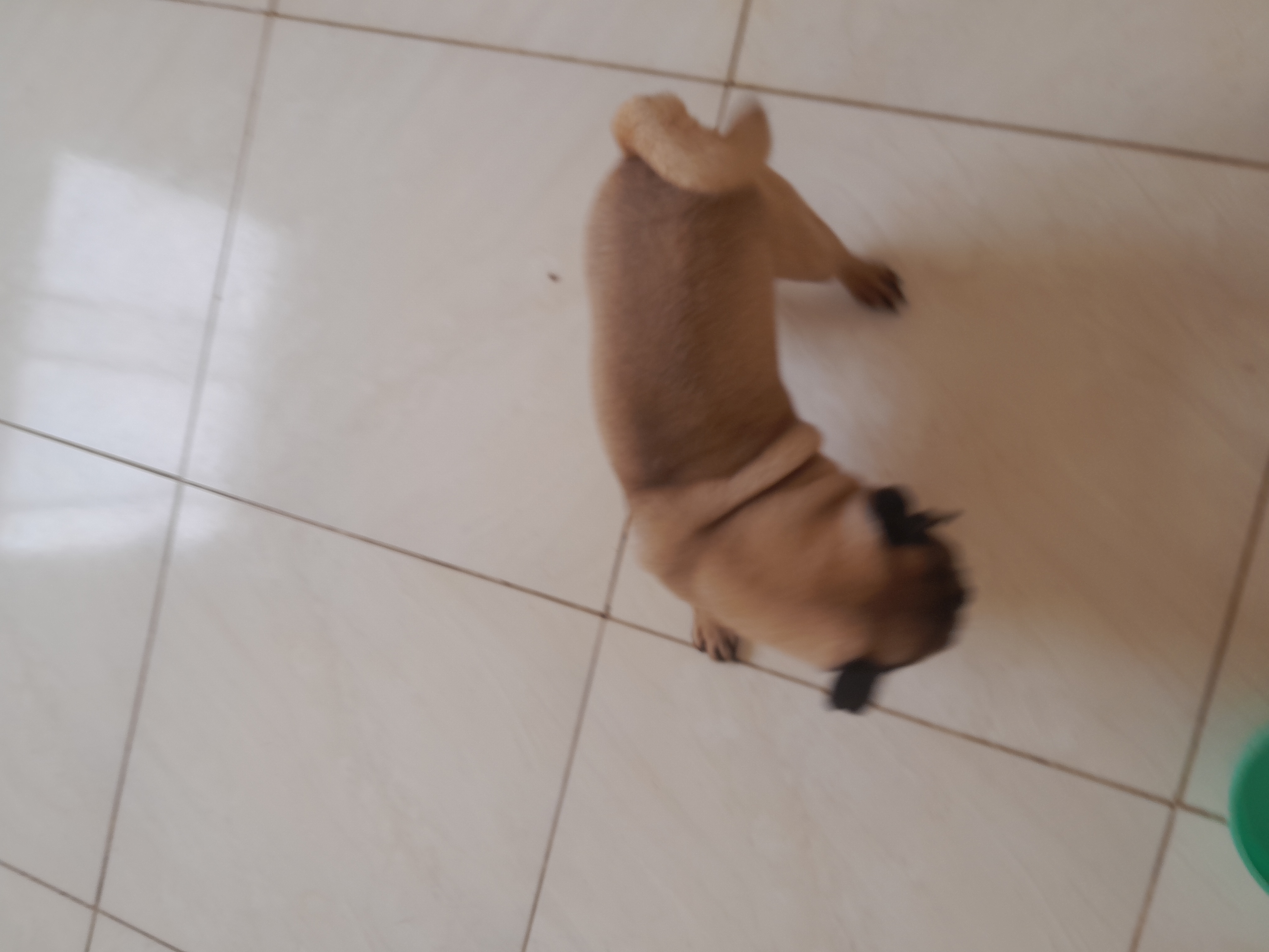 Portal Vendocão Cachorro pug Contagem