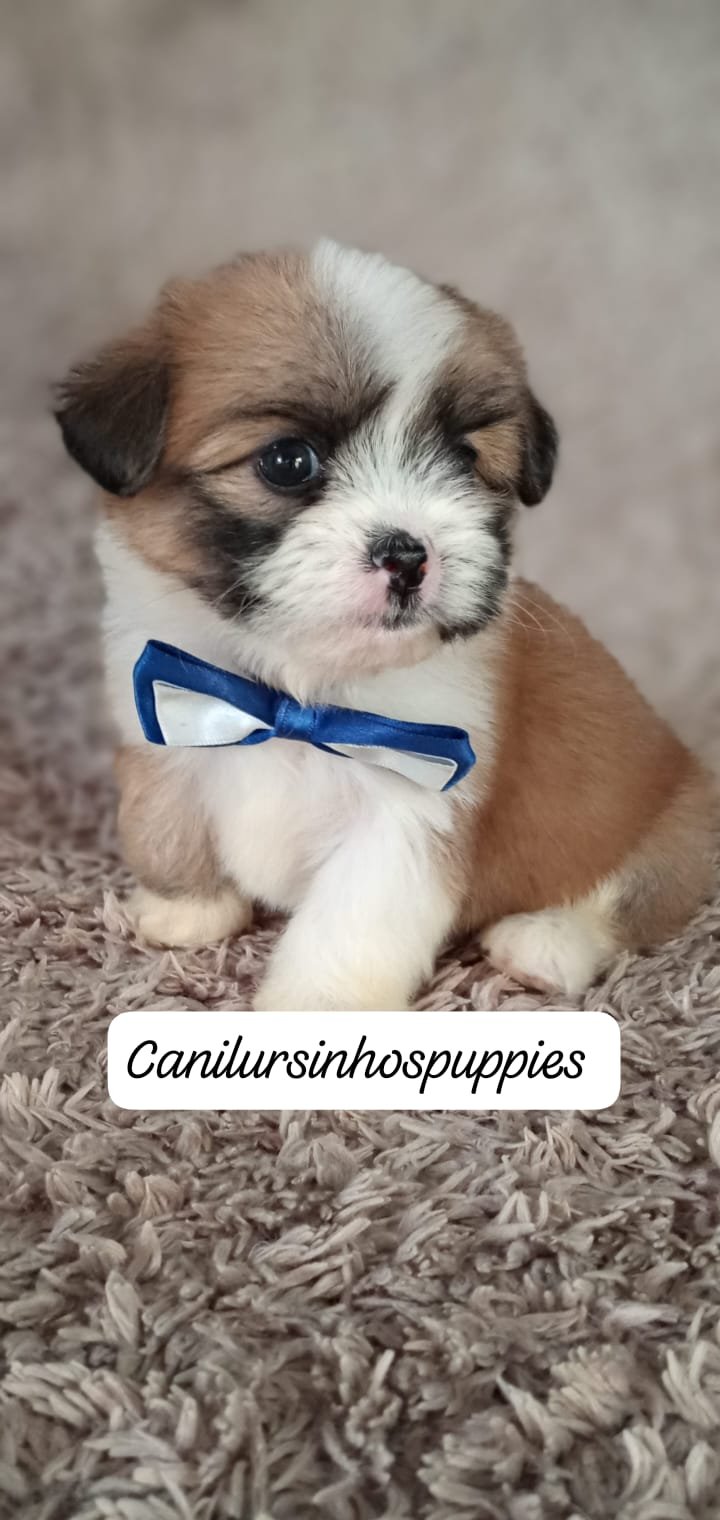 lhasa apso bebes pronta entrega #canilursinhospuppies  - Foto 3