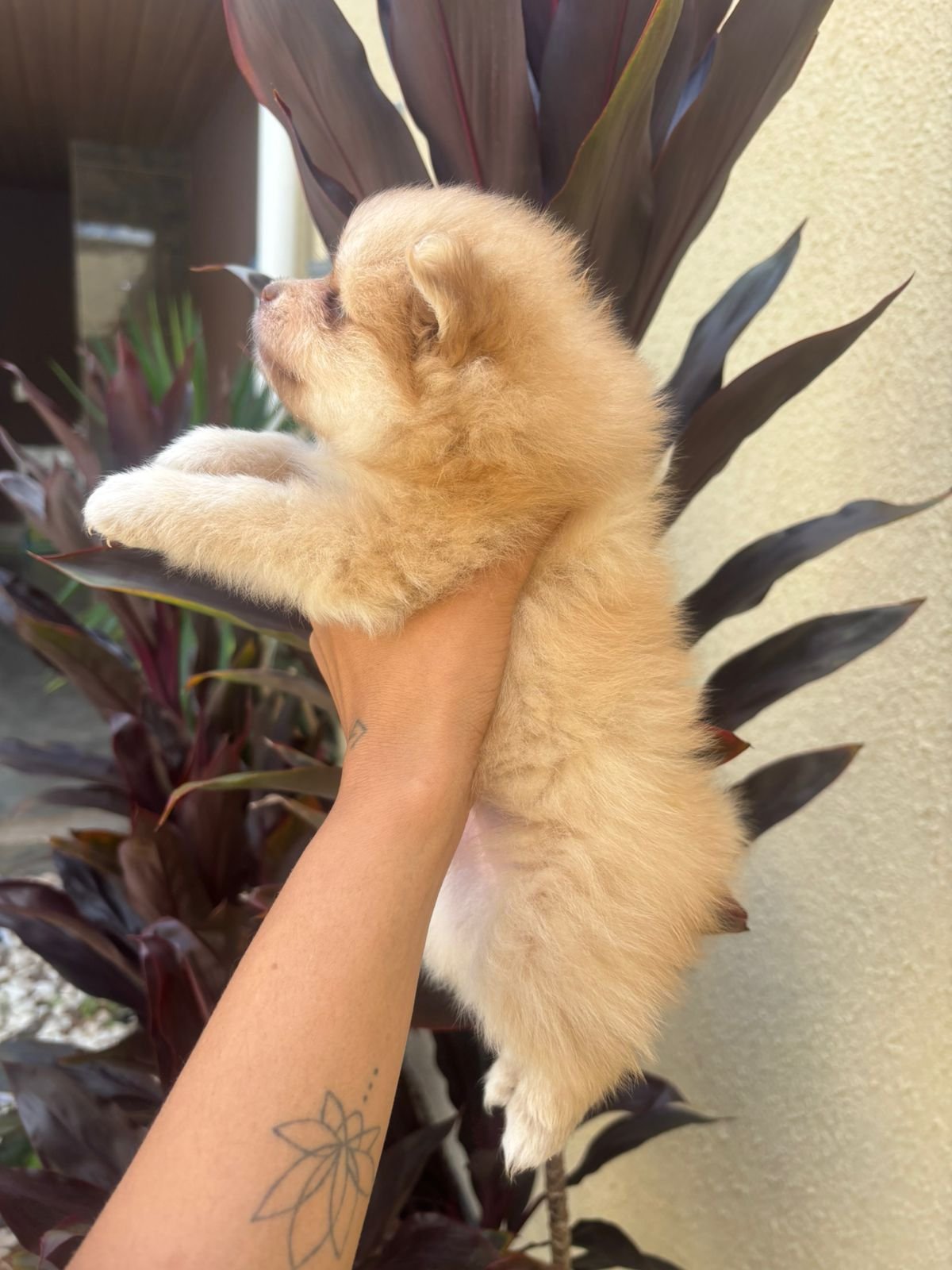 filhote de spitz alemão macho e femea - Foto 5