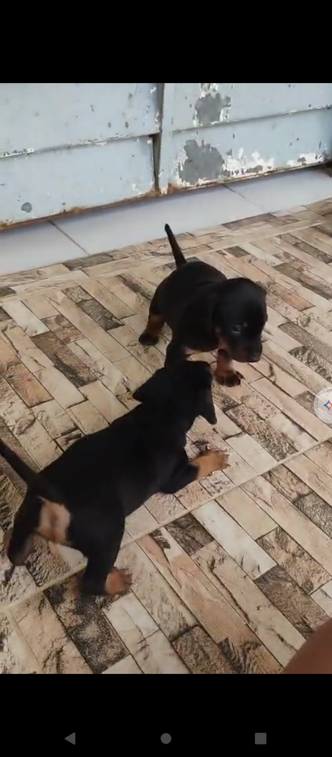 Portal Vendocão Norville Billy Rogers Bouregar