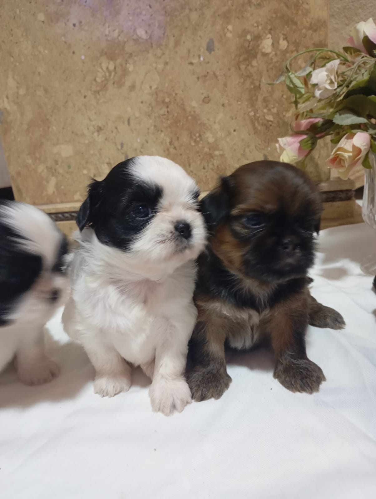 Portal Vendocão filhotes de Shih Tzu puro feira de santana