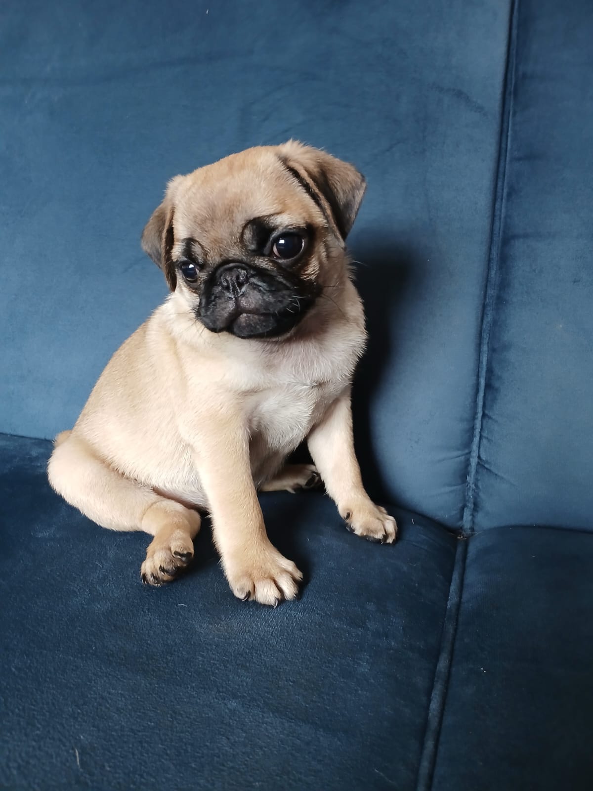 Portal Vendocão Pug fêmea filhote  São José dos Pinhais 