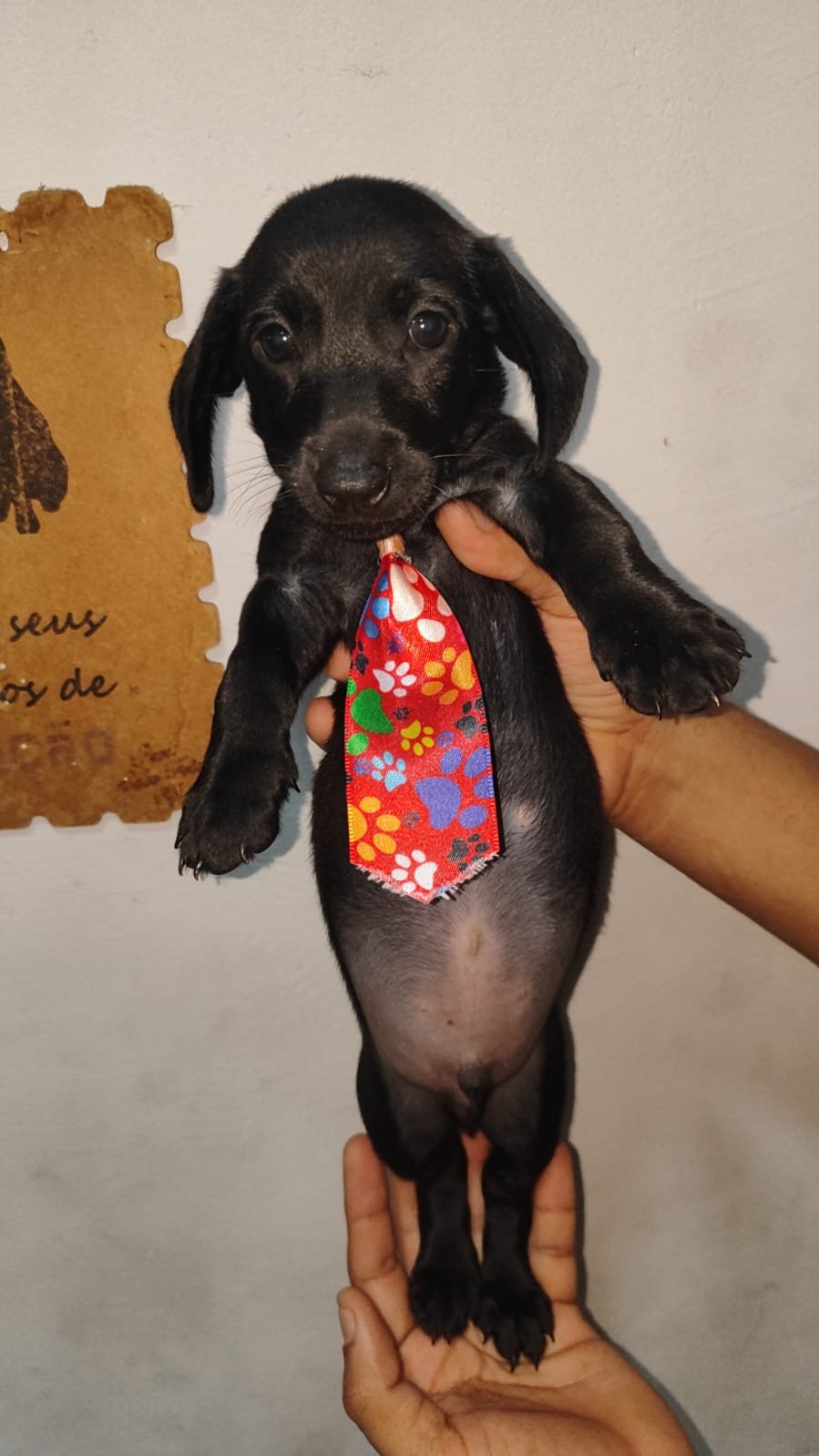 Dachshund - Foto 1