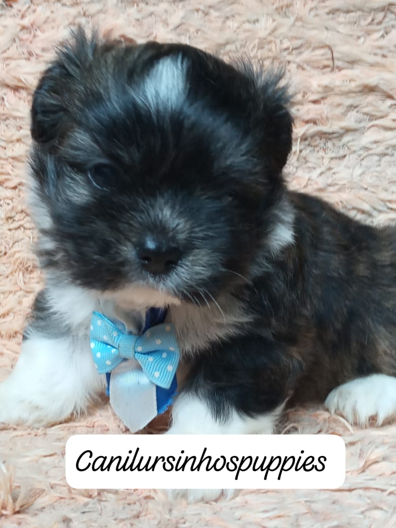 Portal Vendocão lhasa apso lindos bebes disponiveis #canilursinhospuppies  limeira 