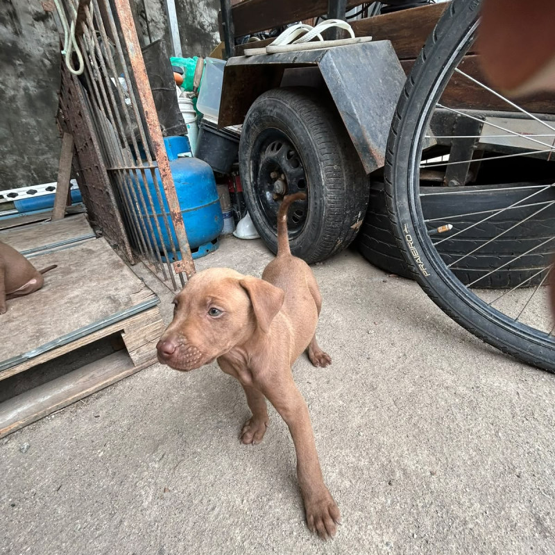 Filhotes de Labrador com PitBull - Foto 1