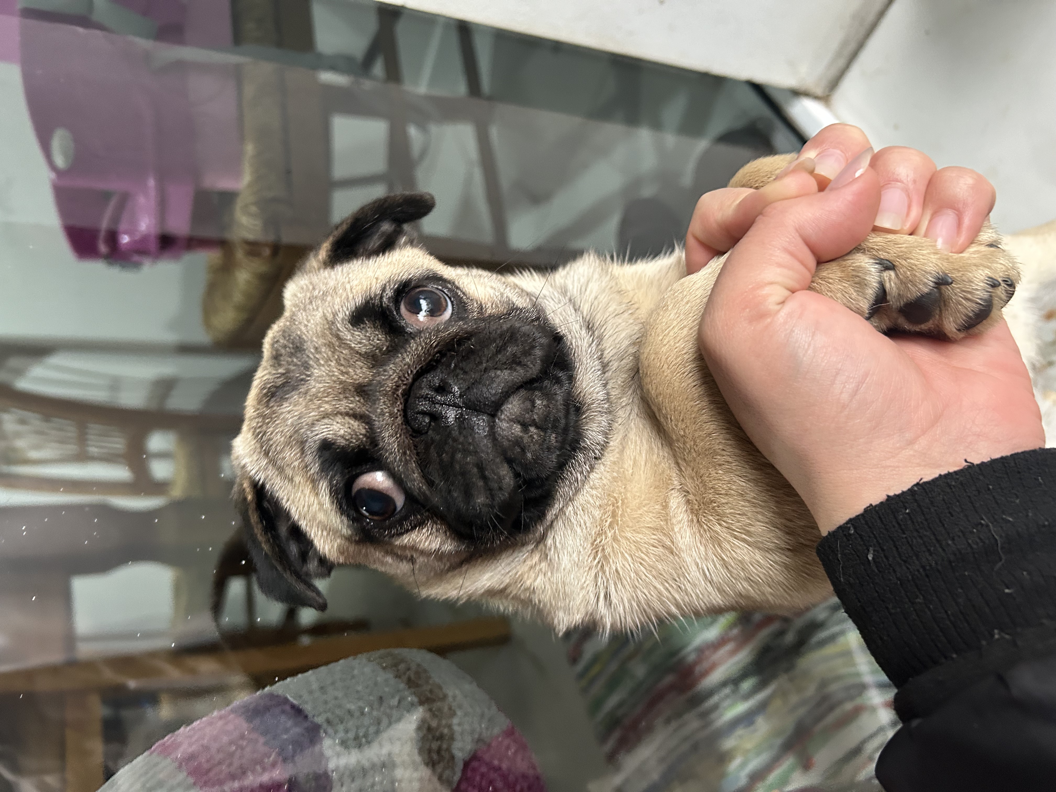 Portal Vendocão Vendo Pug fêmea  Xangri-lá 