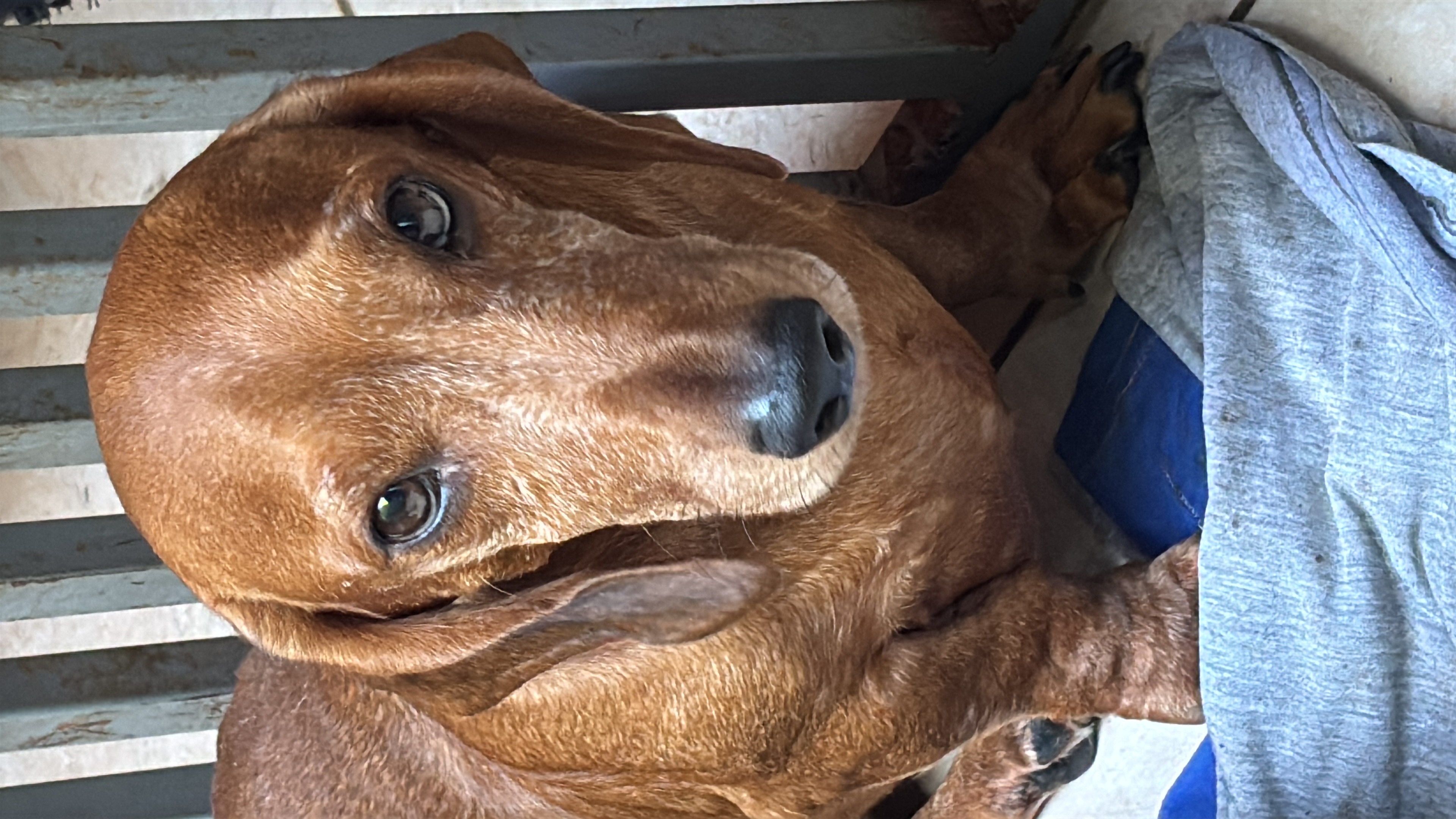 Portal Vendocão Filhotes fêmeas e macho  Campo Grande 