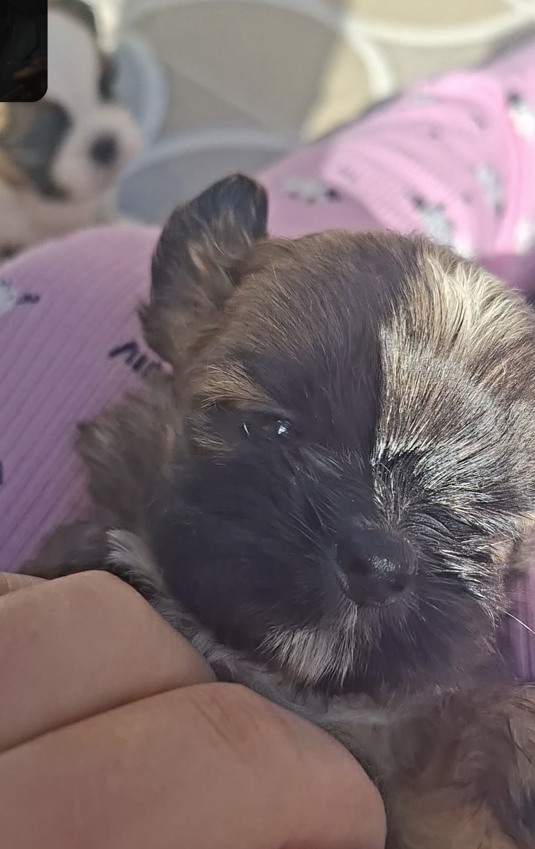 Vendo shih tzu 1200 - Foto 2