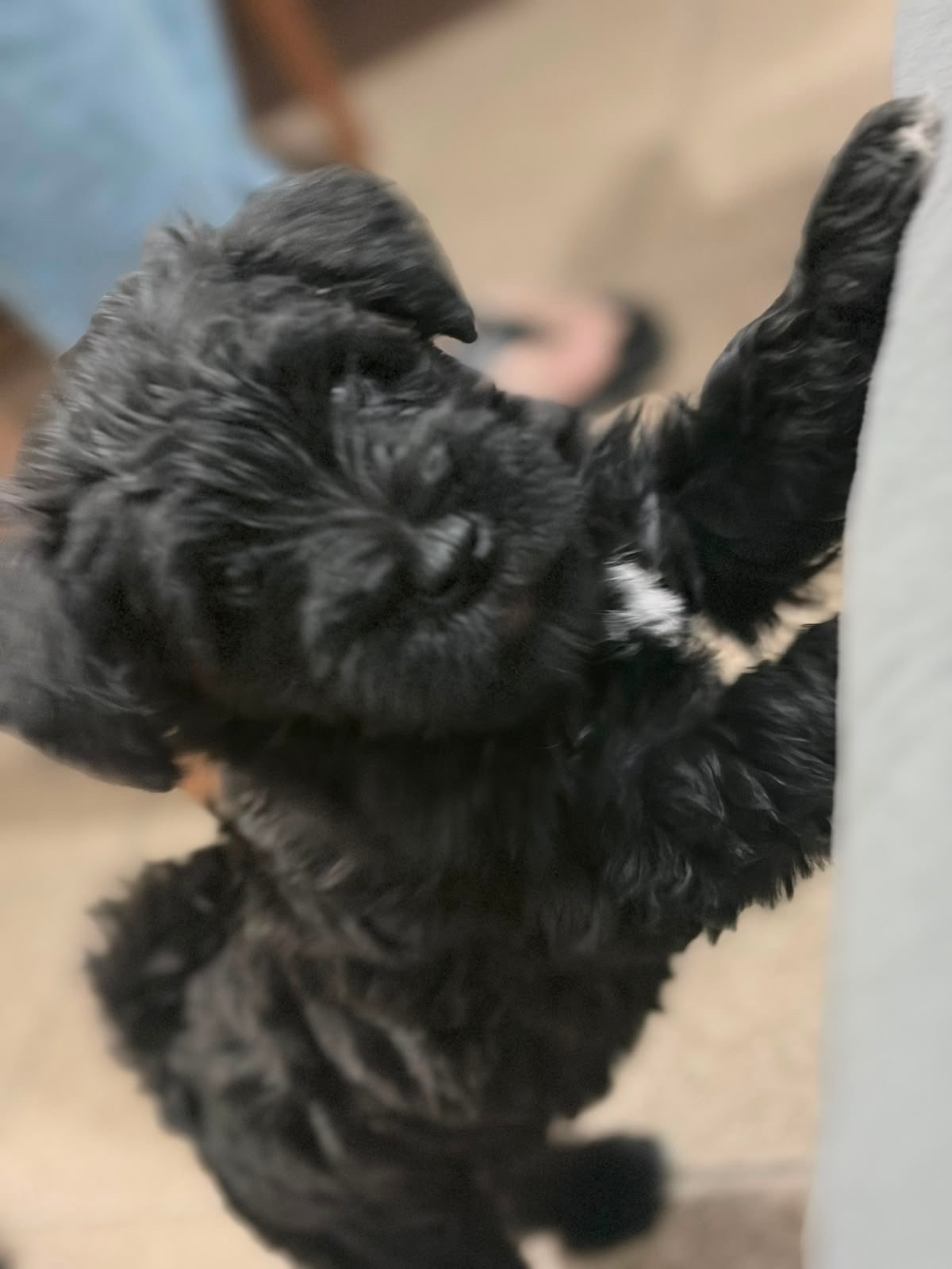 Filhotes de schnauzer miniatura  - Foto 4