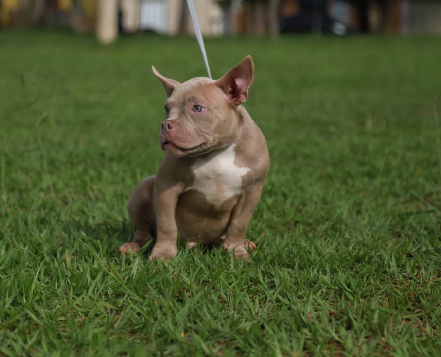 Portal Vendocão Filhote American bully Uberlândia