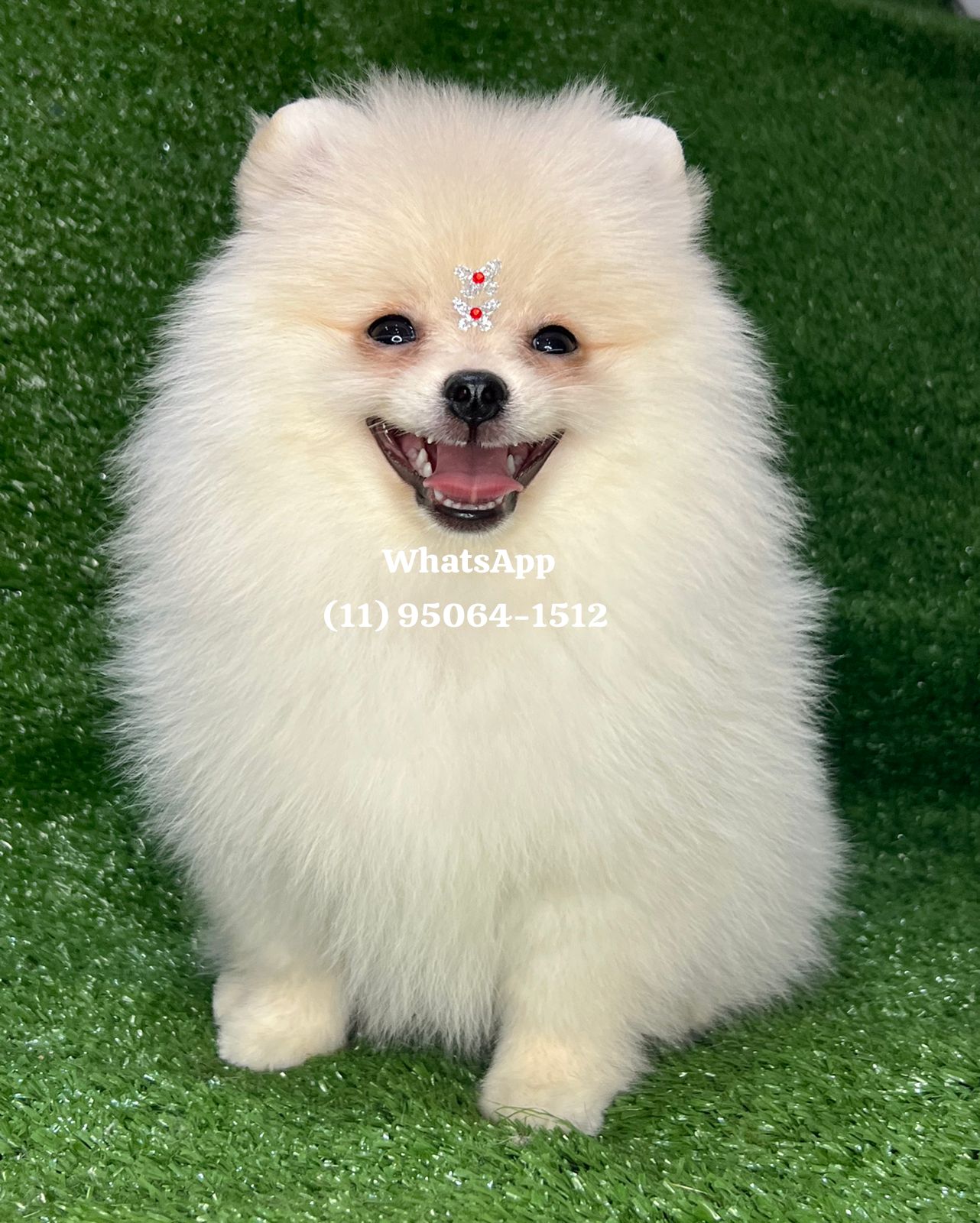 Portal Vendocão Spitz alemão Lulu da Pomerania  São Paulo