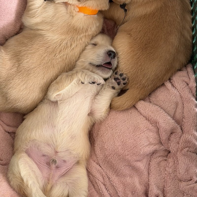 Golden Retriever - disponível para retirada no dia 10 de setembro - Foto 1