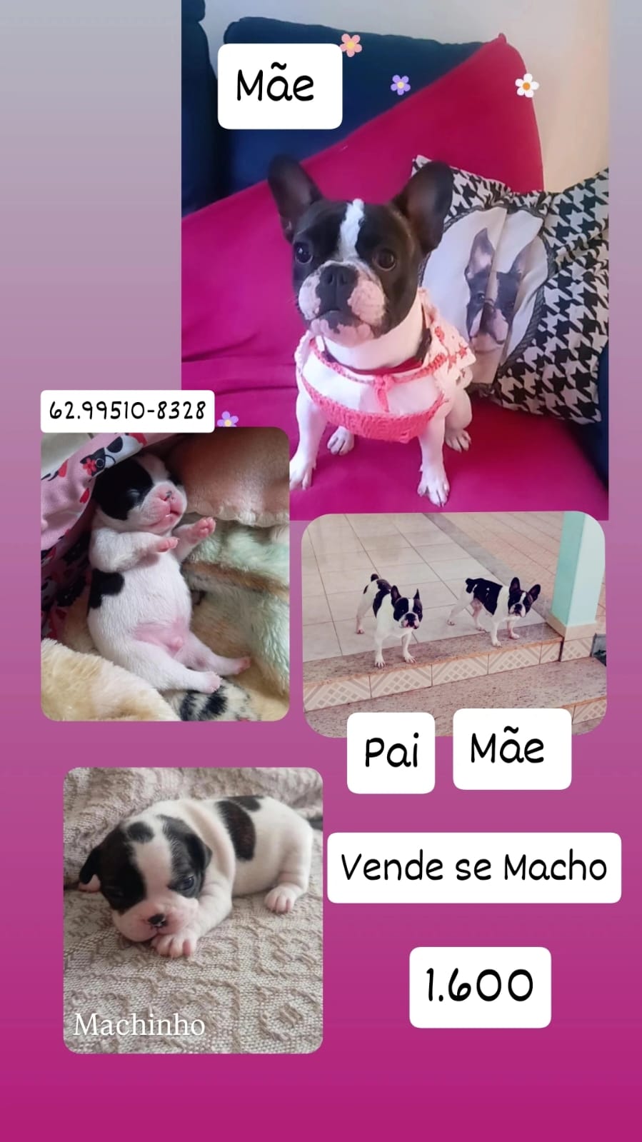 Bulldog francês filhote macho - Foto 1