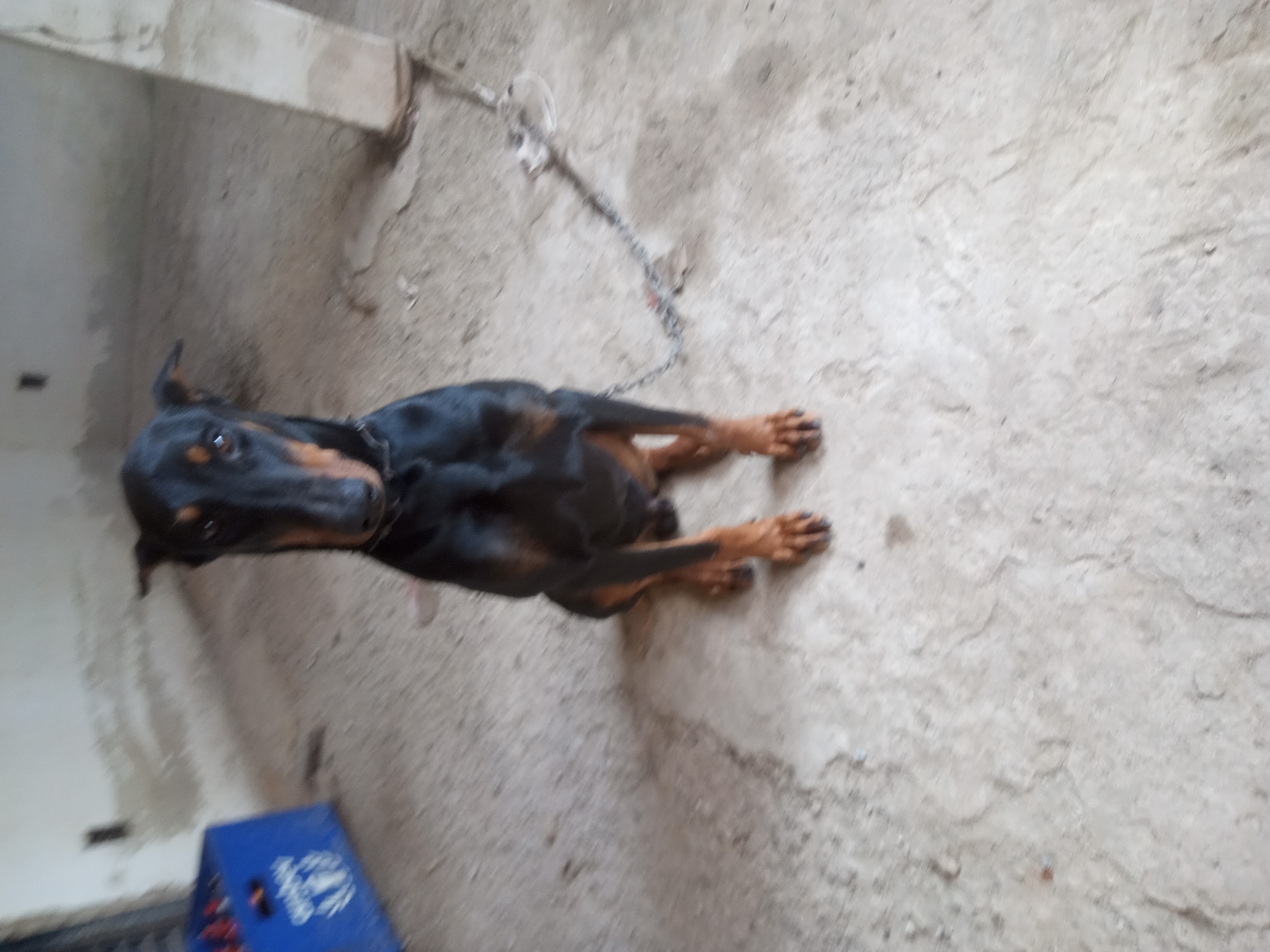 Portal Vendocão Cachorro Doberman  Esmeraldas