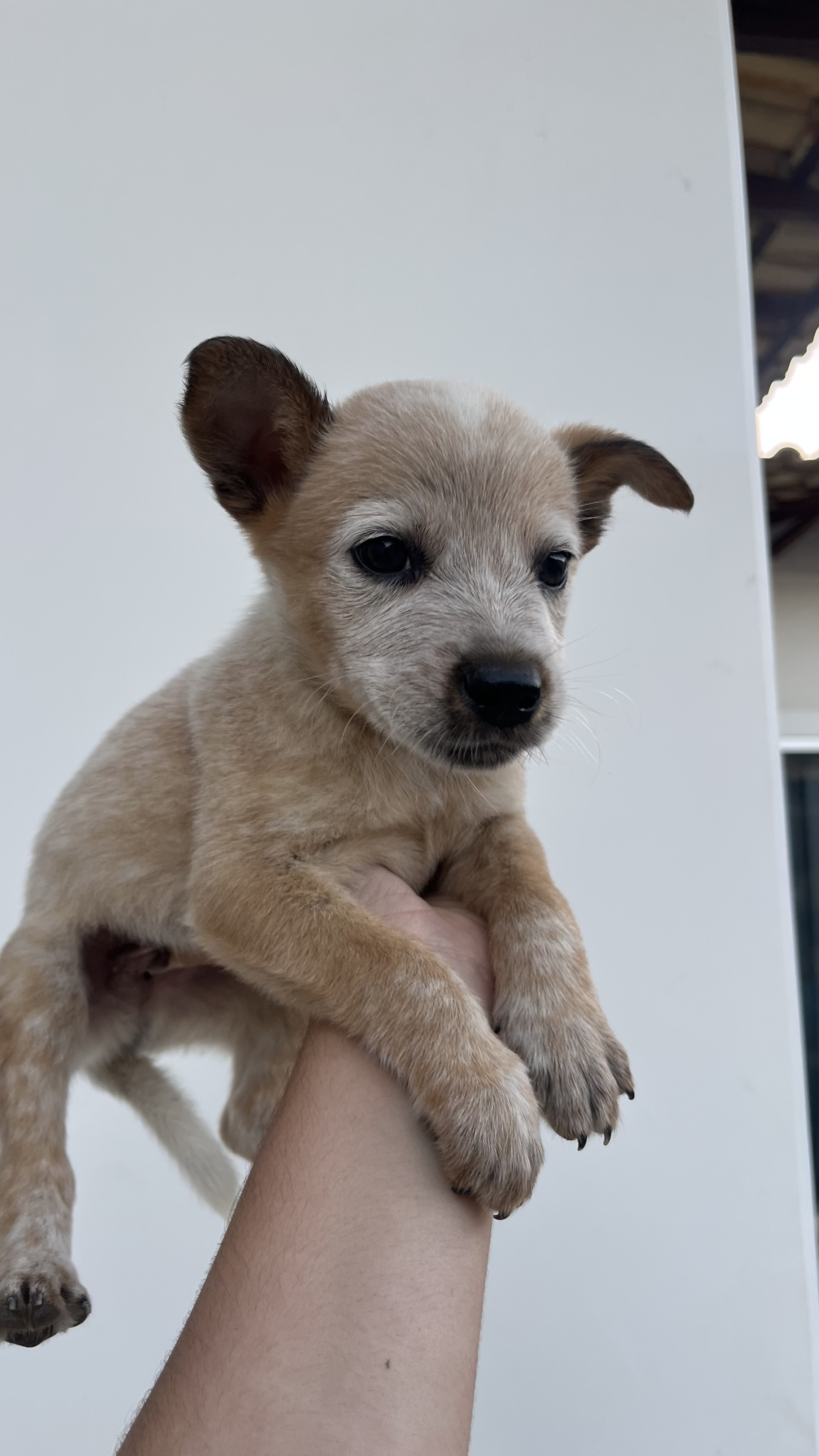 Portal Vendocão Vendo filhotes de Blue Heeler e Red Heeler Araruama
