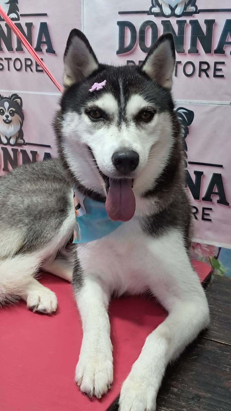 Vendo Husky siberiano  - Foto 4
