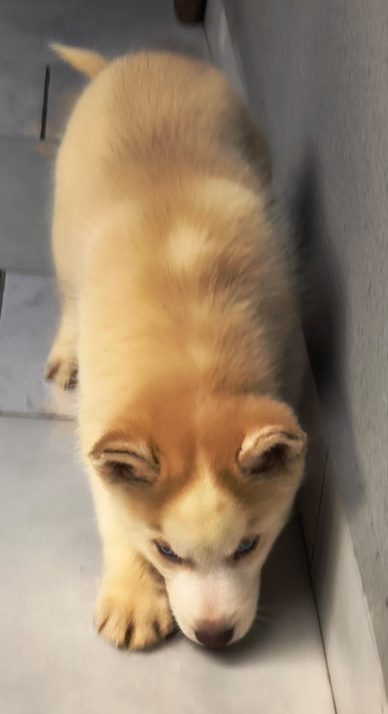Portal Vendocão Filhote de Husky Siberiano  Curitiba