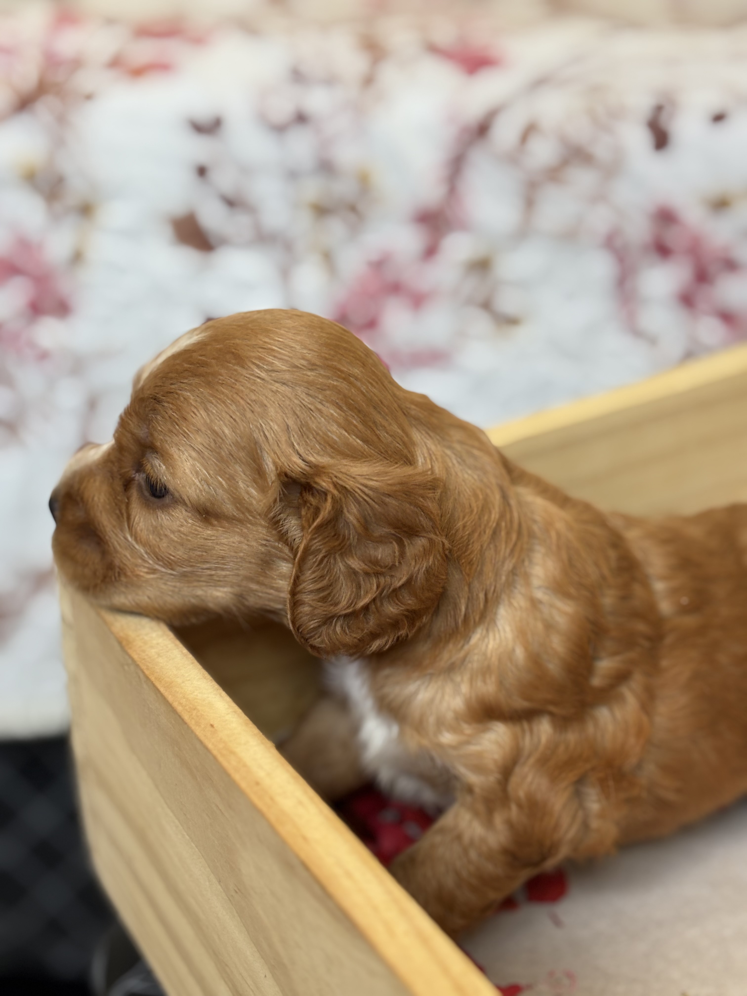 Portal Vendocão Filhotes de cachorro Cocker Spaniel Inglês  São Luís 