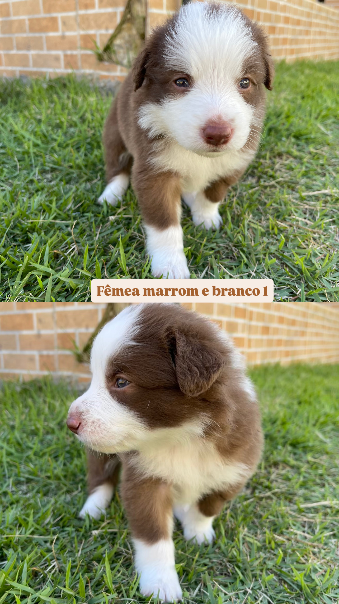 Portal Vendocão FILHOTES DE BORDER COLLIE Itabuna