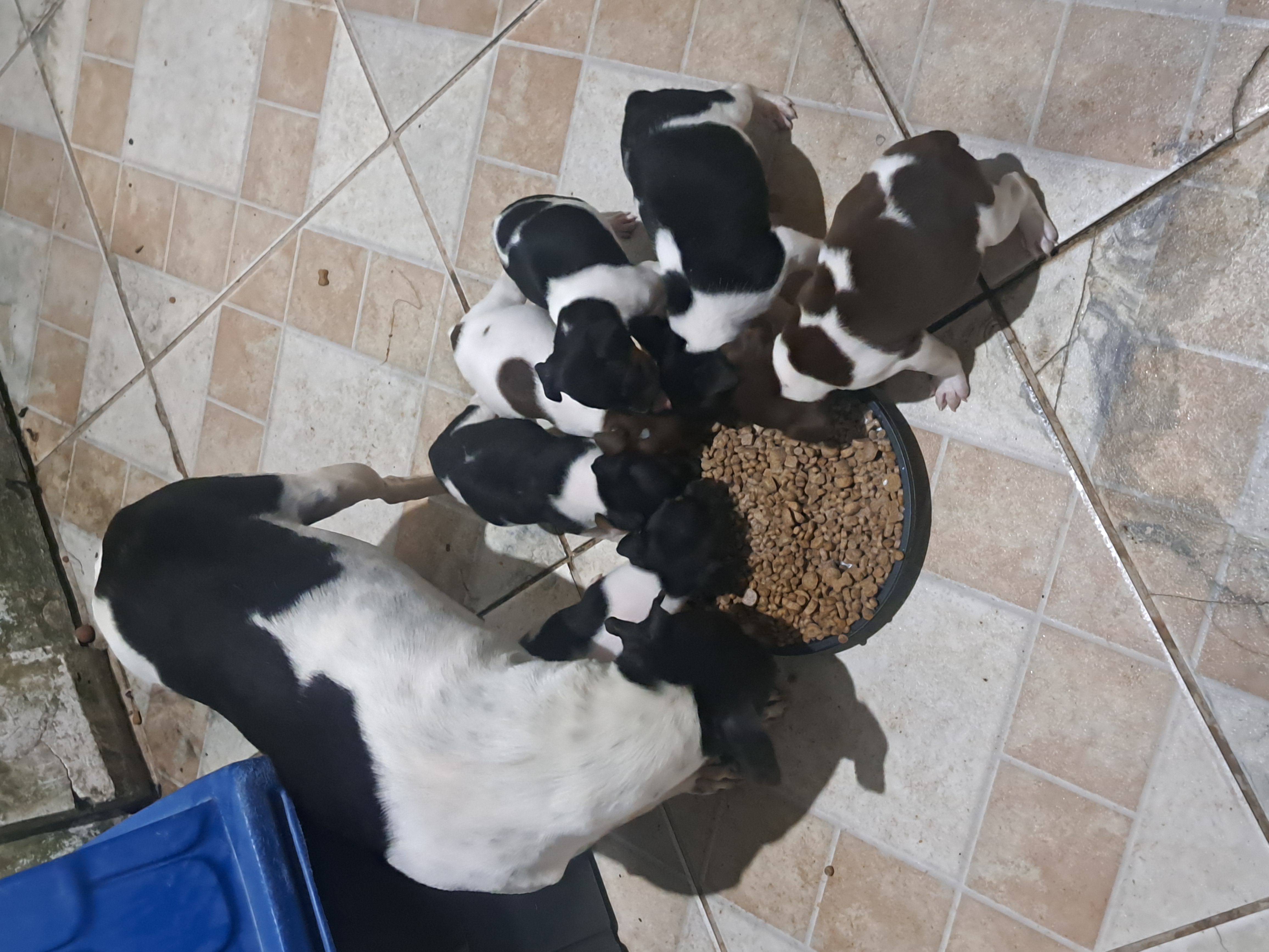 Portal Vendocão Fox paulistinha  Pelotas 