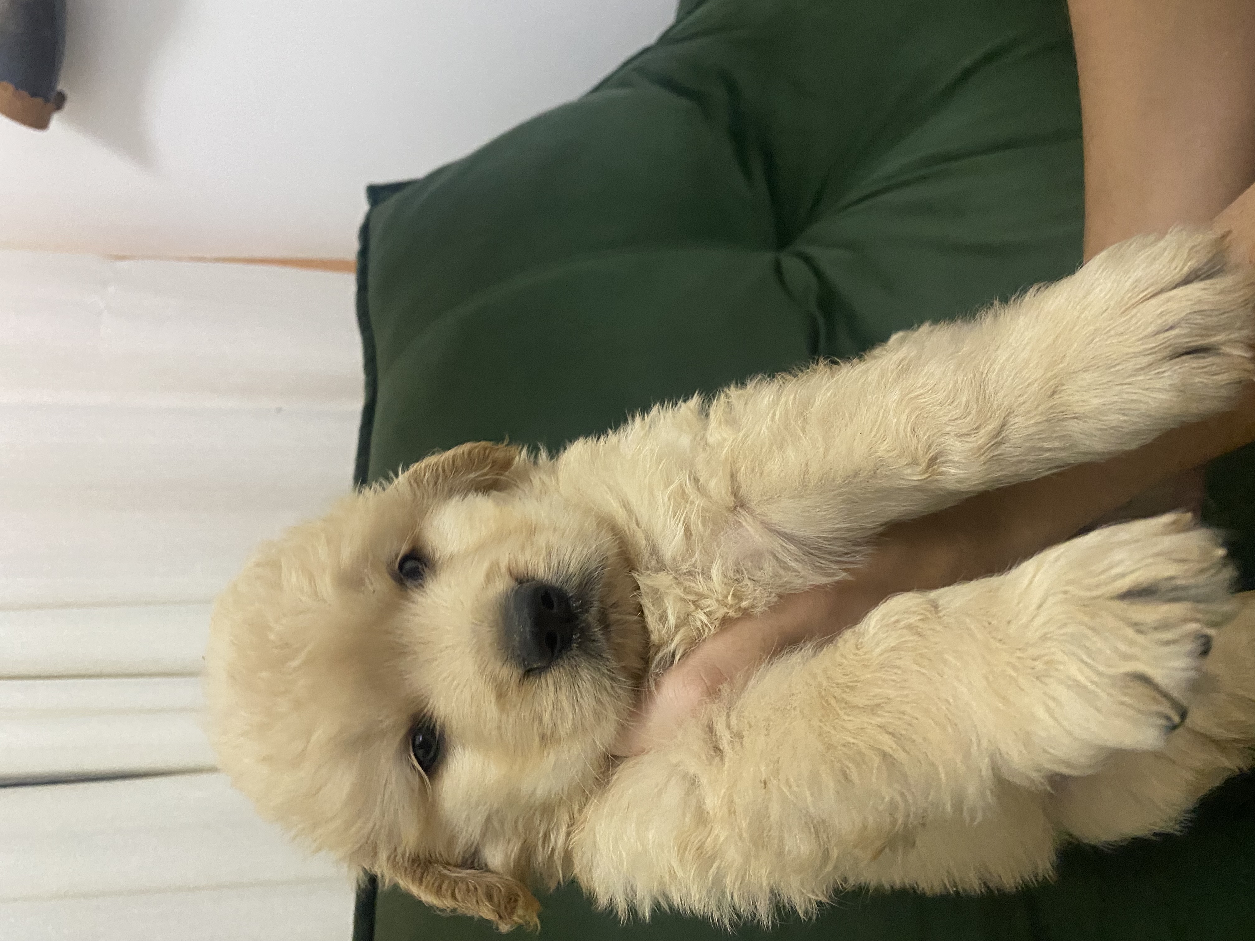 Vendo filhote de golden retriever  - Foto 1