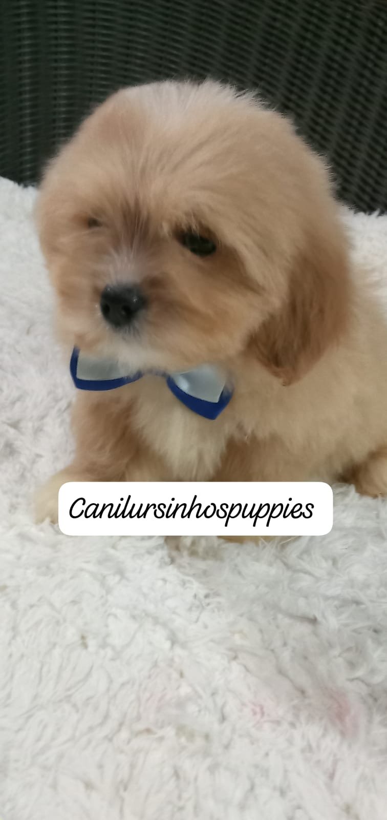 lhasa apso garanta hoje seu bebe #canilursinhospuppies  - Foto 2