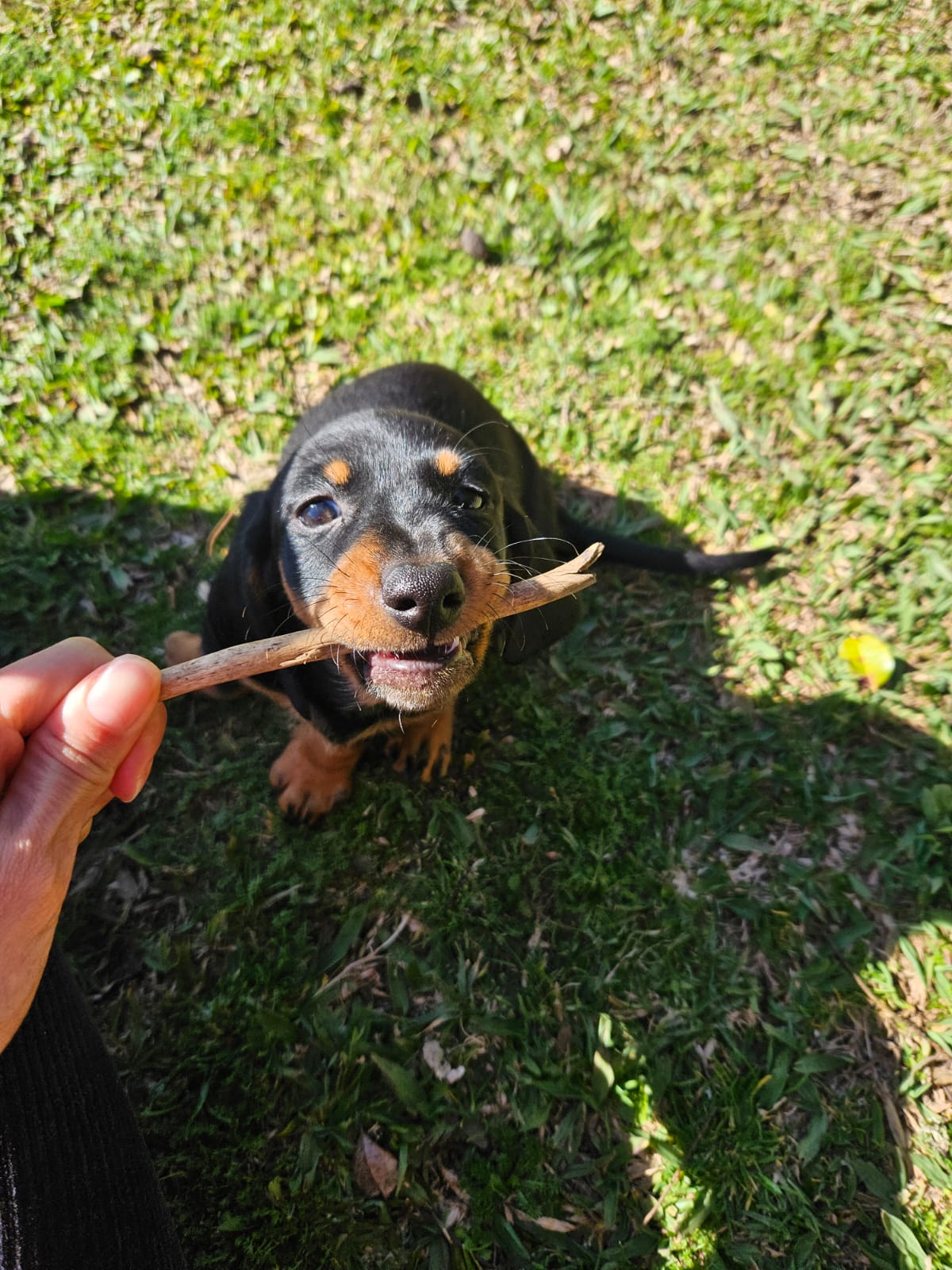 2 Lindos Filhotes Dachshund (salsicha) Vacinados e Desverminados - Foto 2