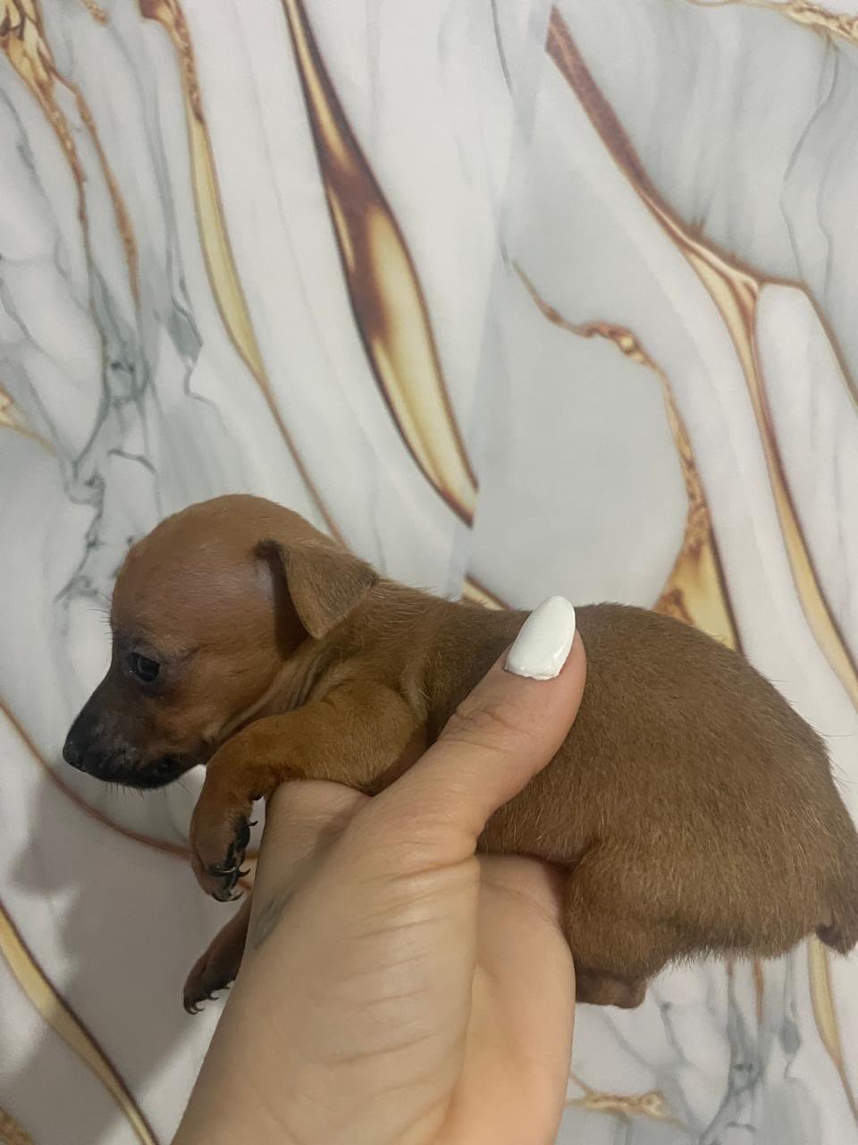 Pinsher puro legítimo  N1  1  os dois vendo 450,00 mês de nascido  03/07/2026 - Foto 4
