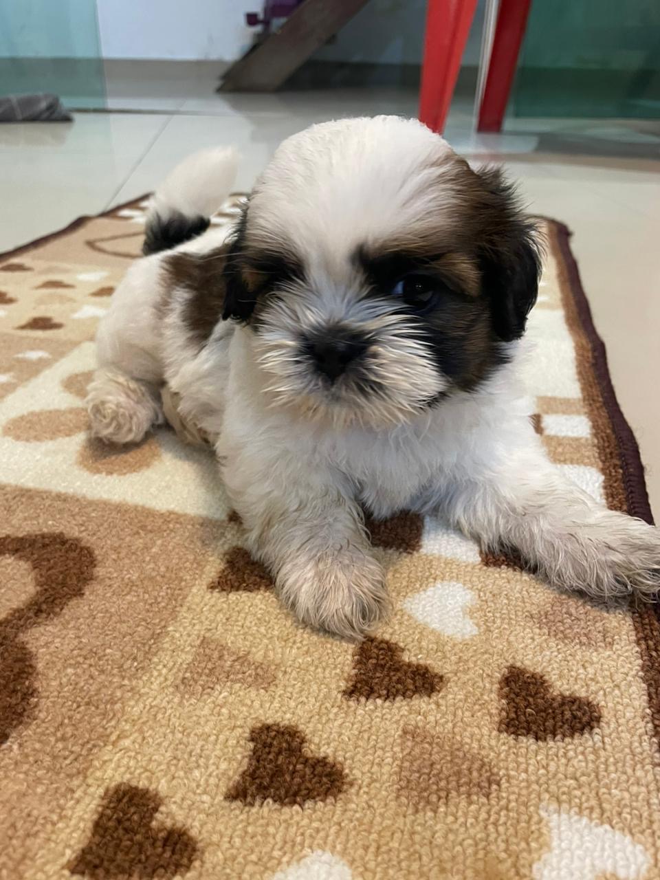Filhote shih tzu macho  - Foto 3