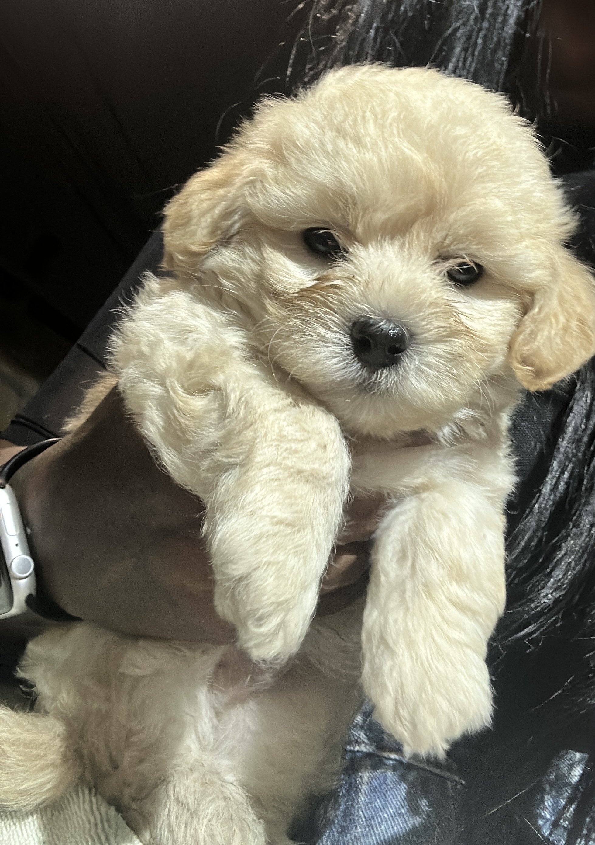 Portal Vendocão Cachorro filhote  Rio De Janeiro