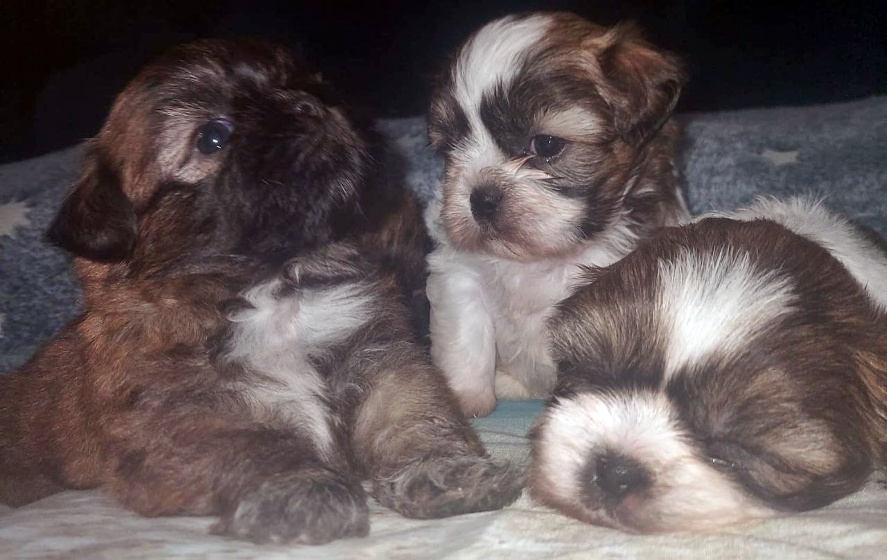 Portal Vendocão Filhotes de Shih Tzu à Pronta Entrega São Paulo