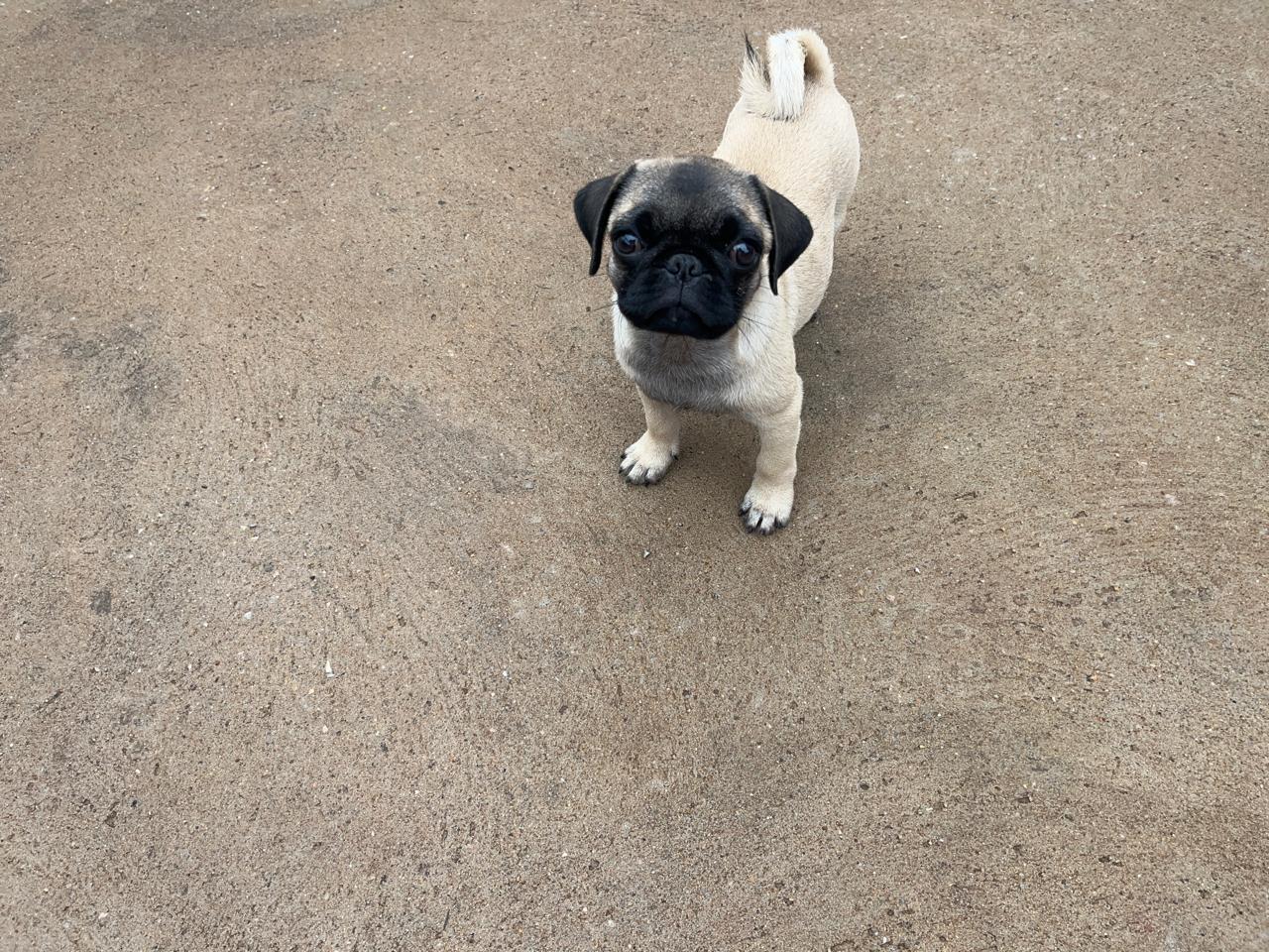 Portal Vendocão PUG FÊMEA  Cuiabá