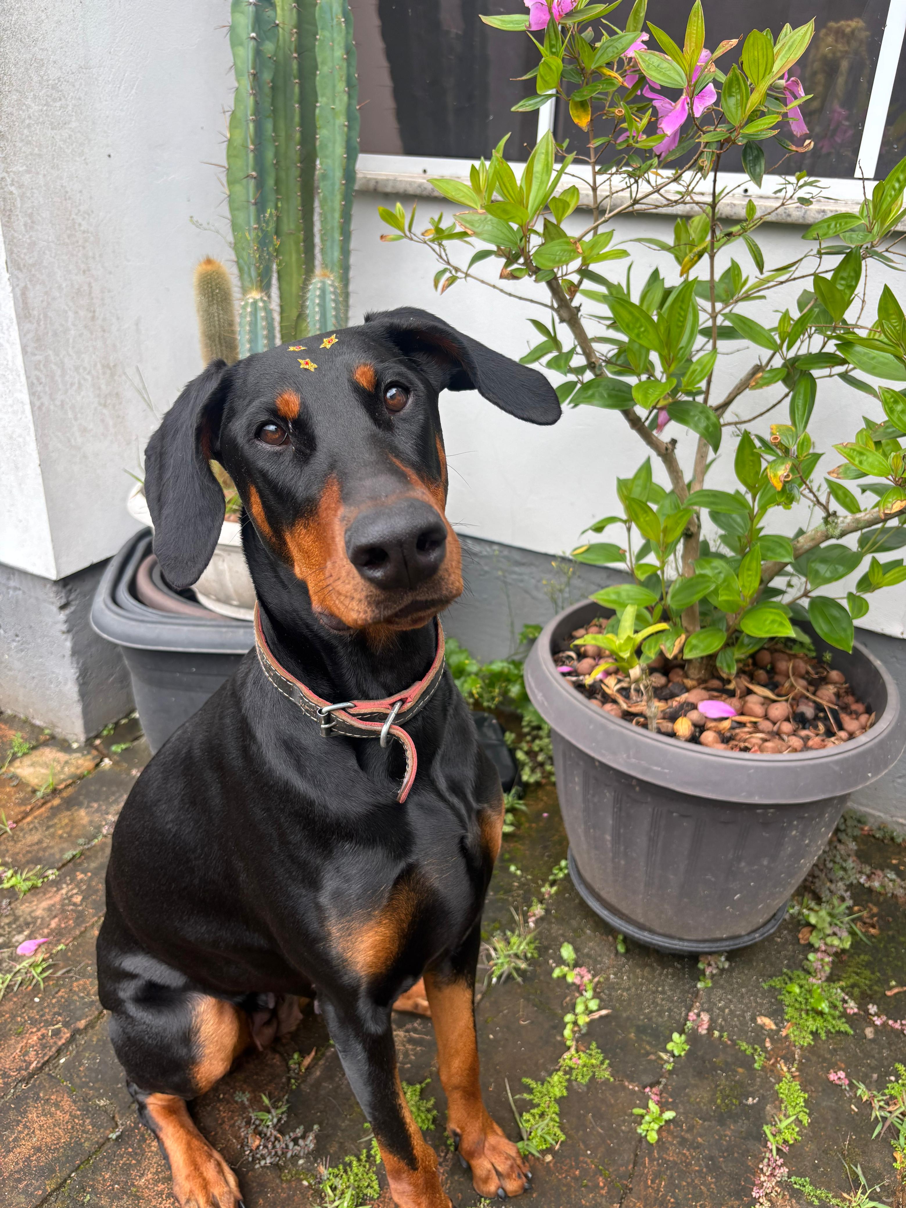 Portal Vendocão Cão de Guarda Doberman fêmea  São José