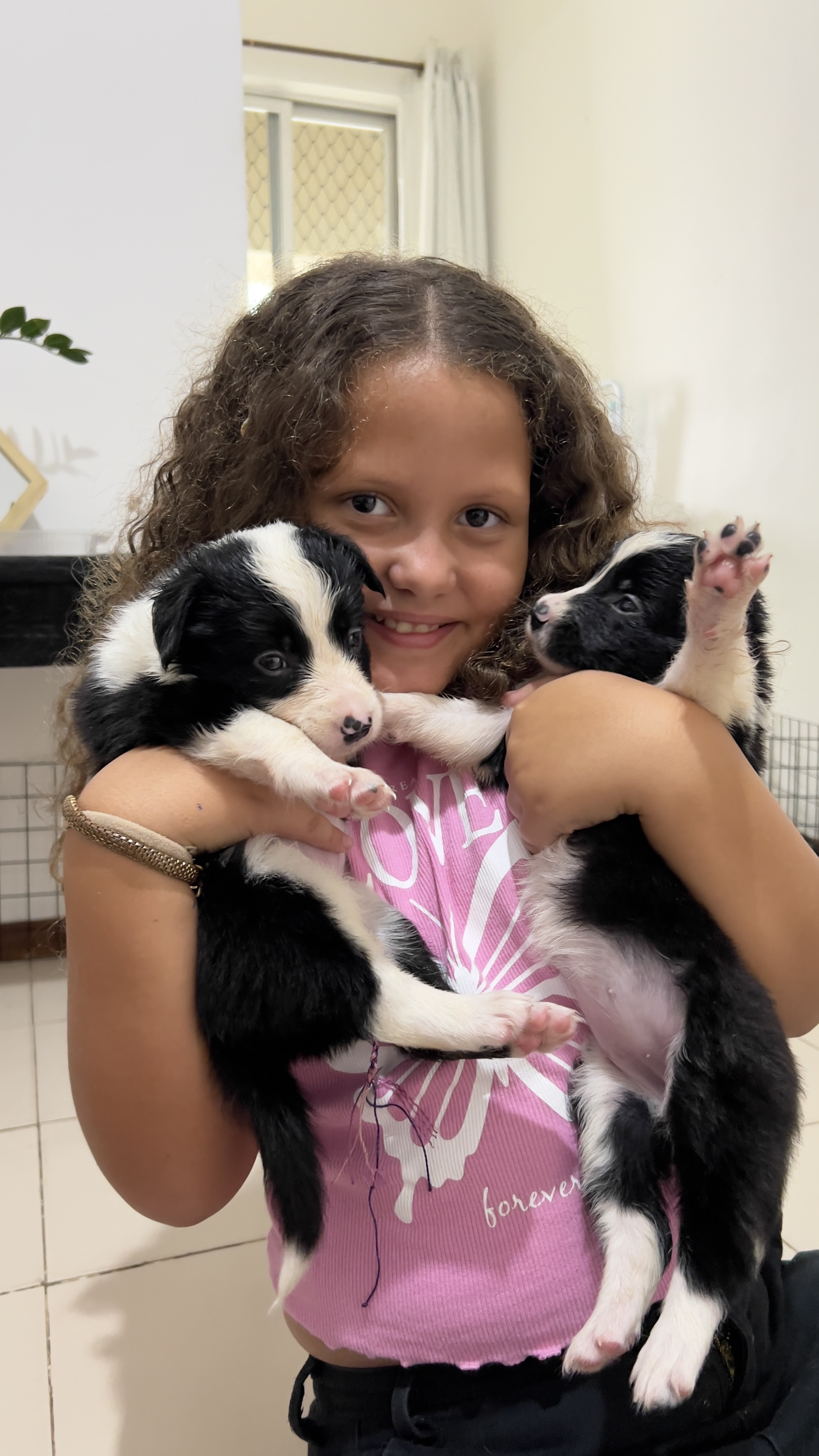 Filhotes de Border Collie  - Foto 4